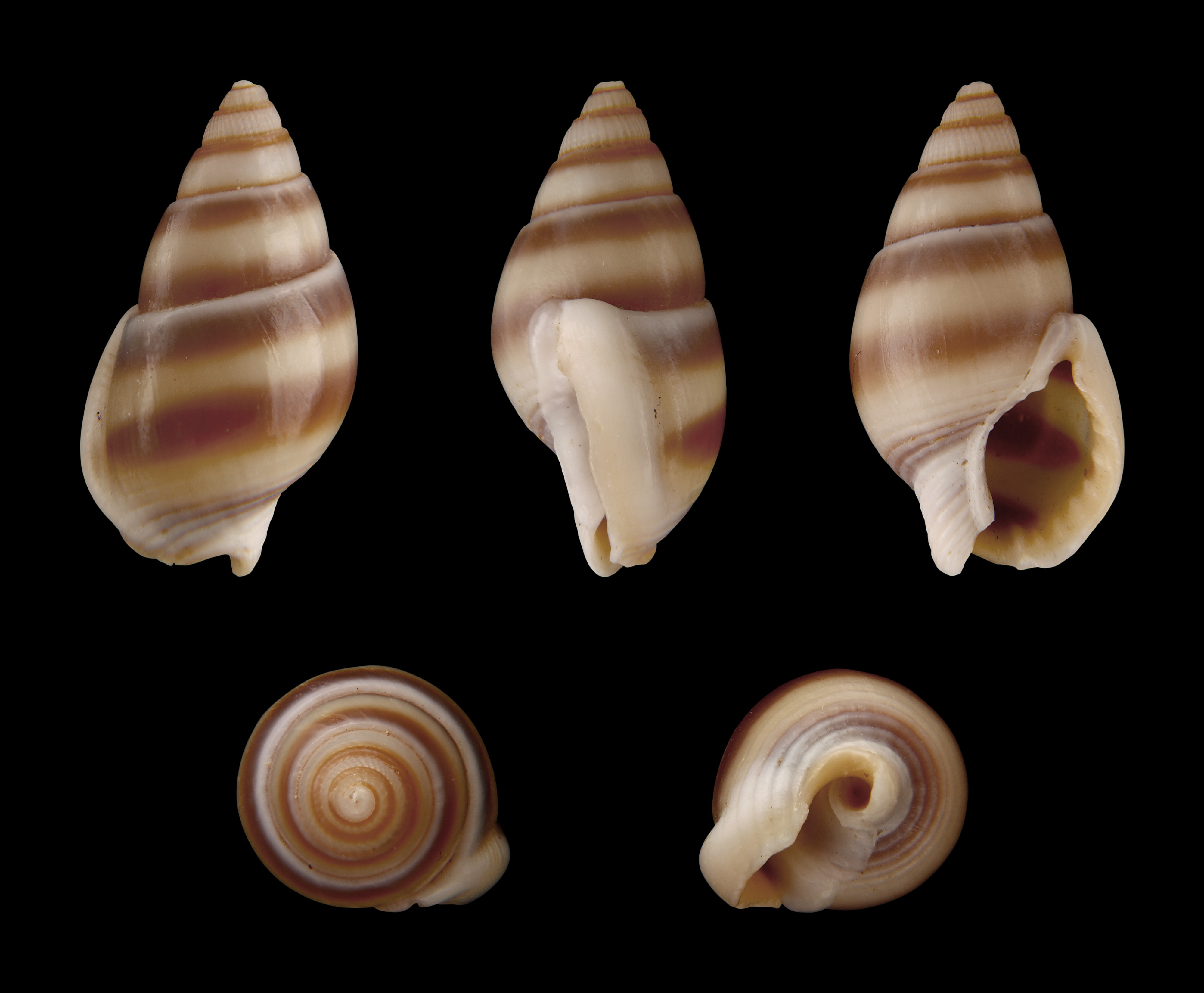 Nassarius reeveanus forma zonalis 01