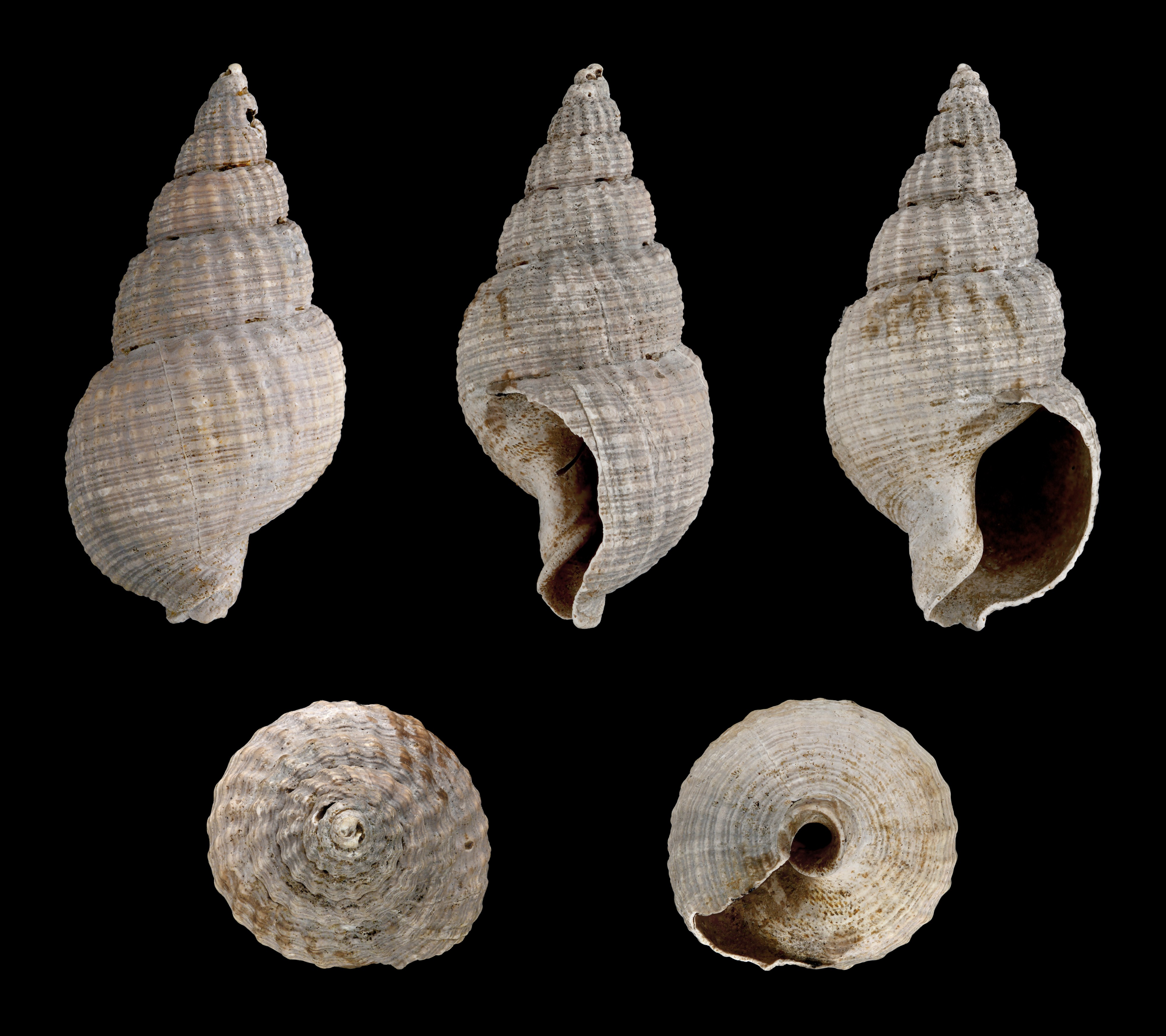 Nassarius reticosus 01