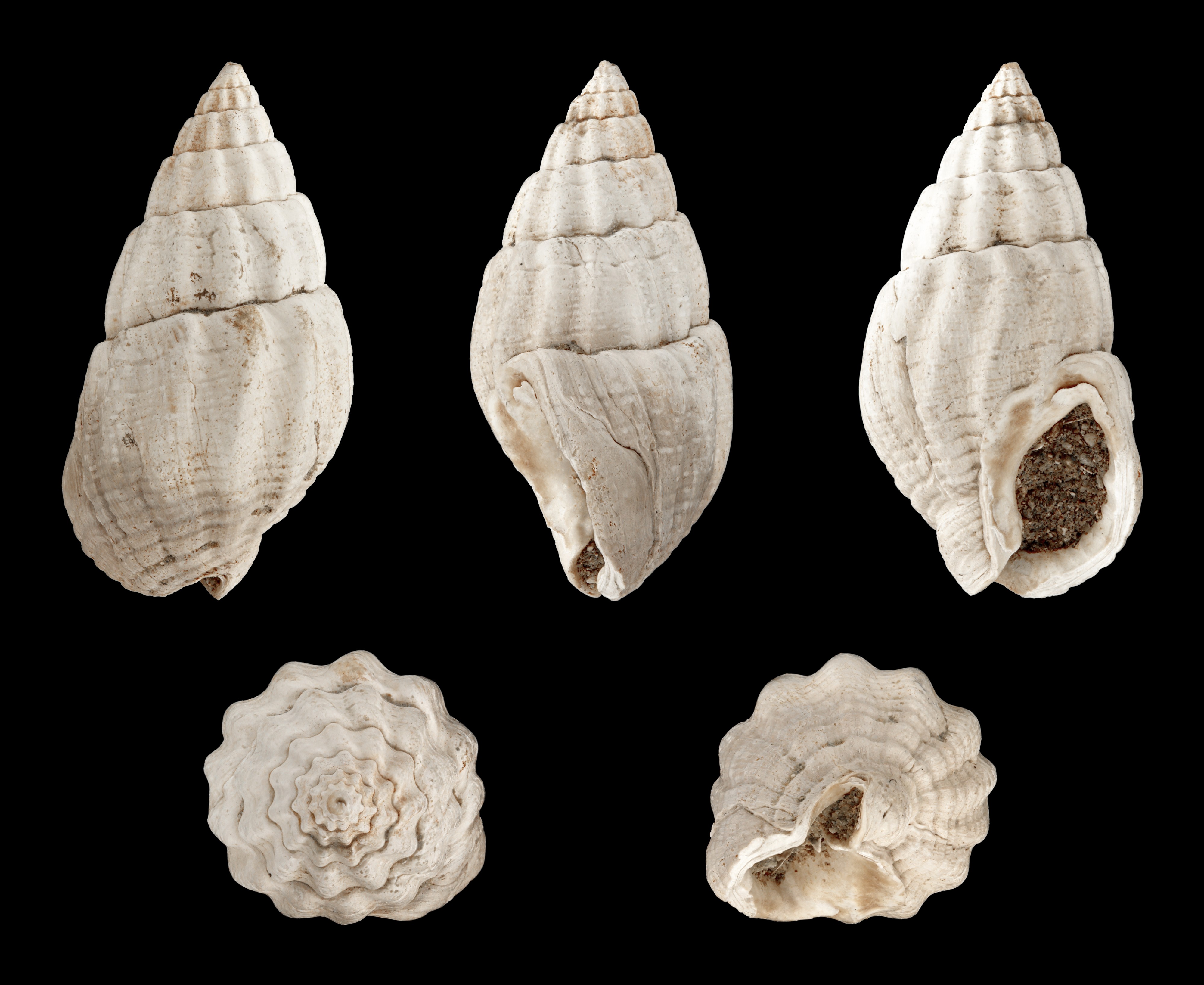 Nassarius reticulatus fossil 01