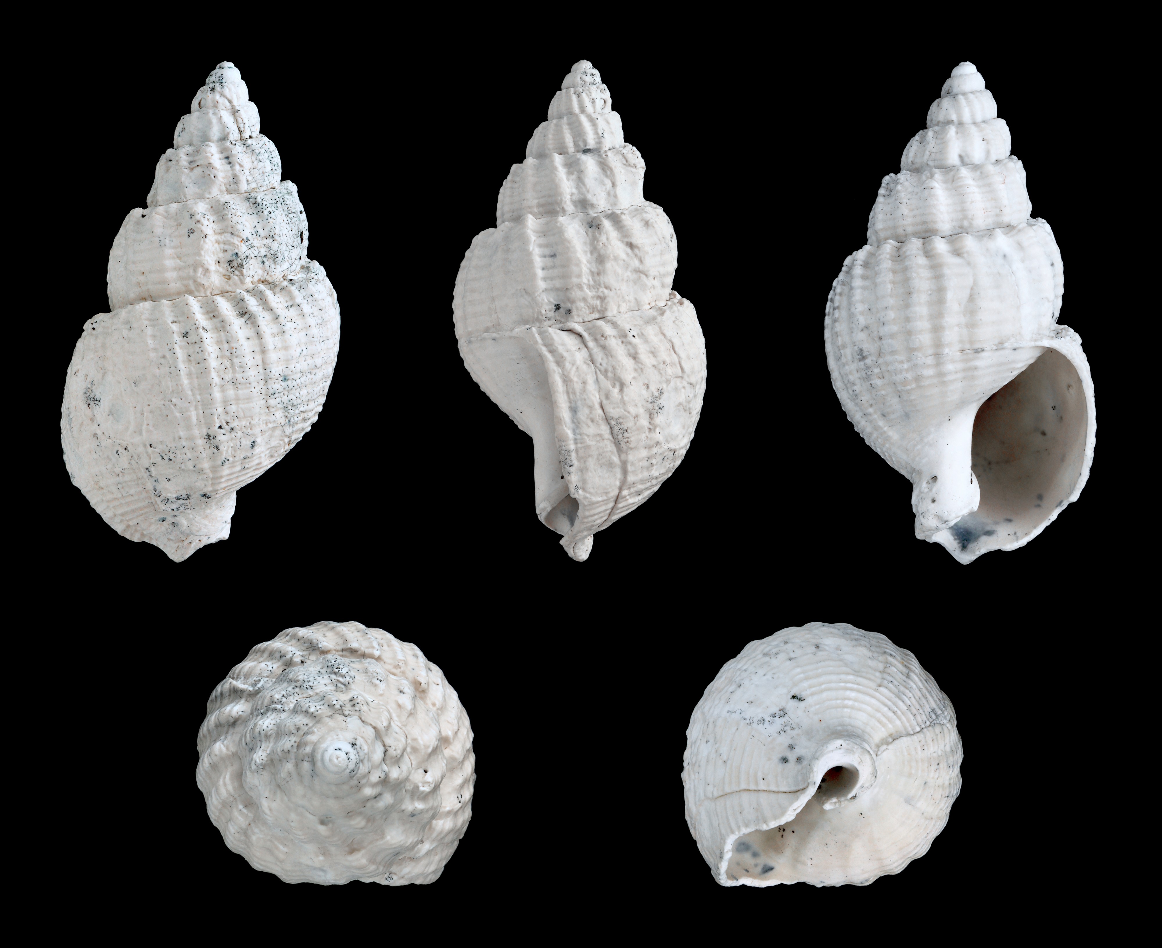 Nassarius scaldisianus 01
