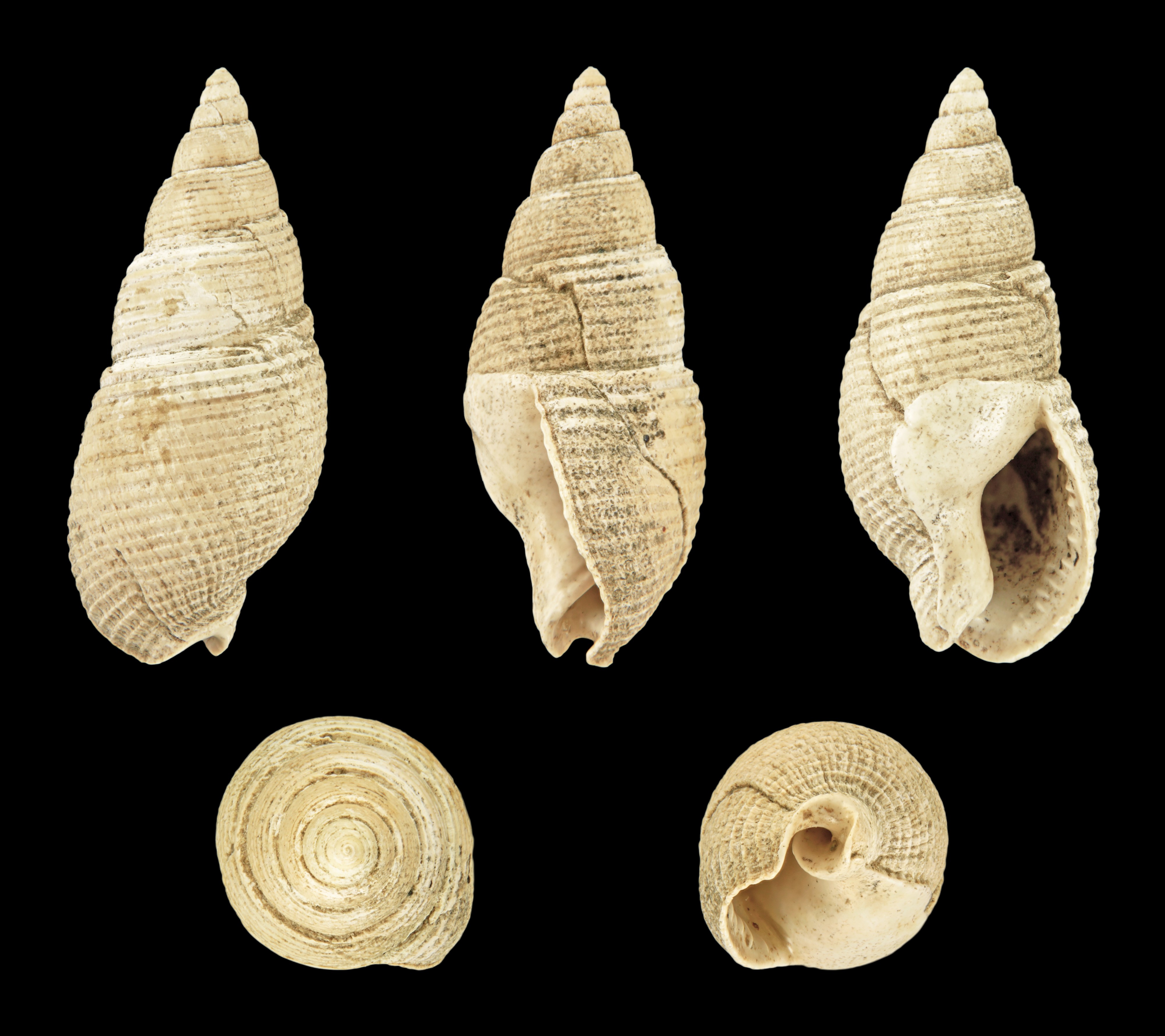 Nassarius semistriatus 02