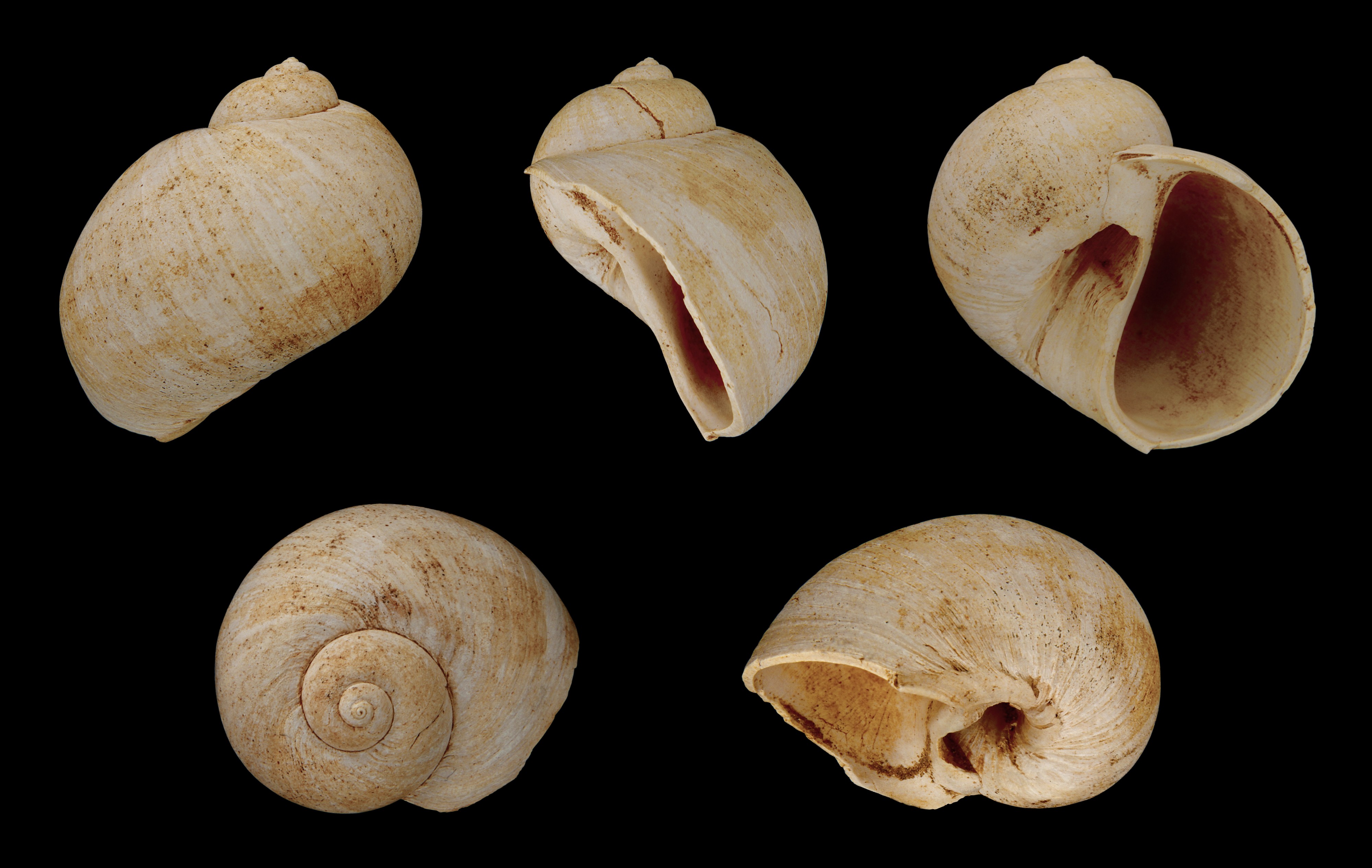 Natica burdigalensis 01