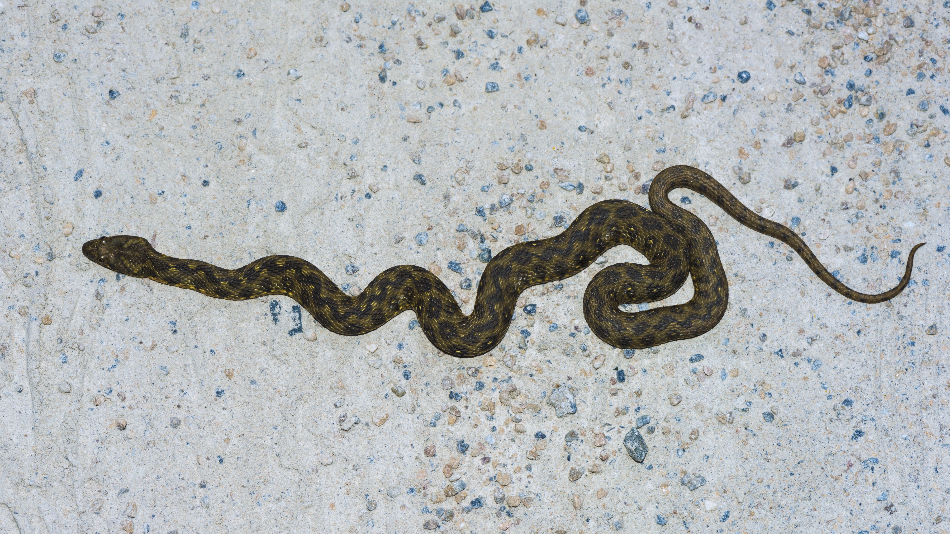 Natrix maura, Olargues 02