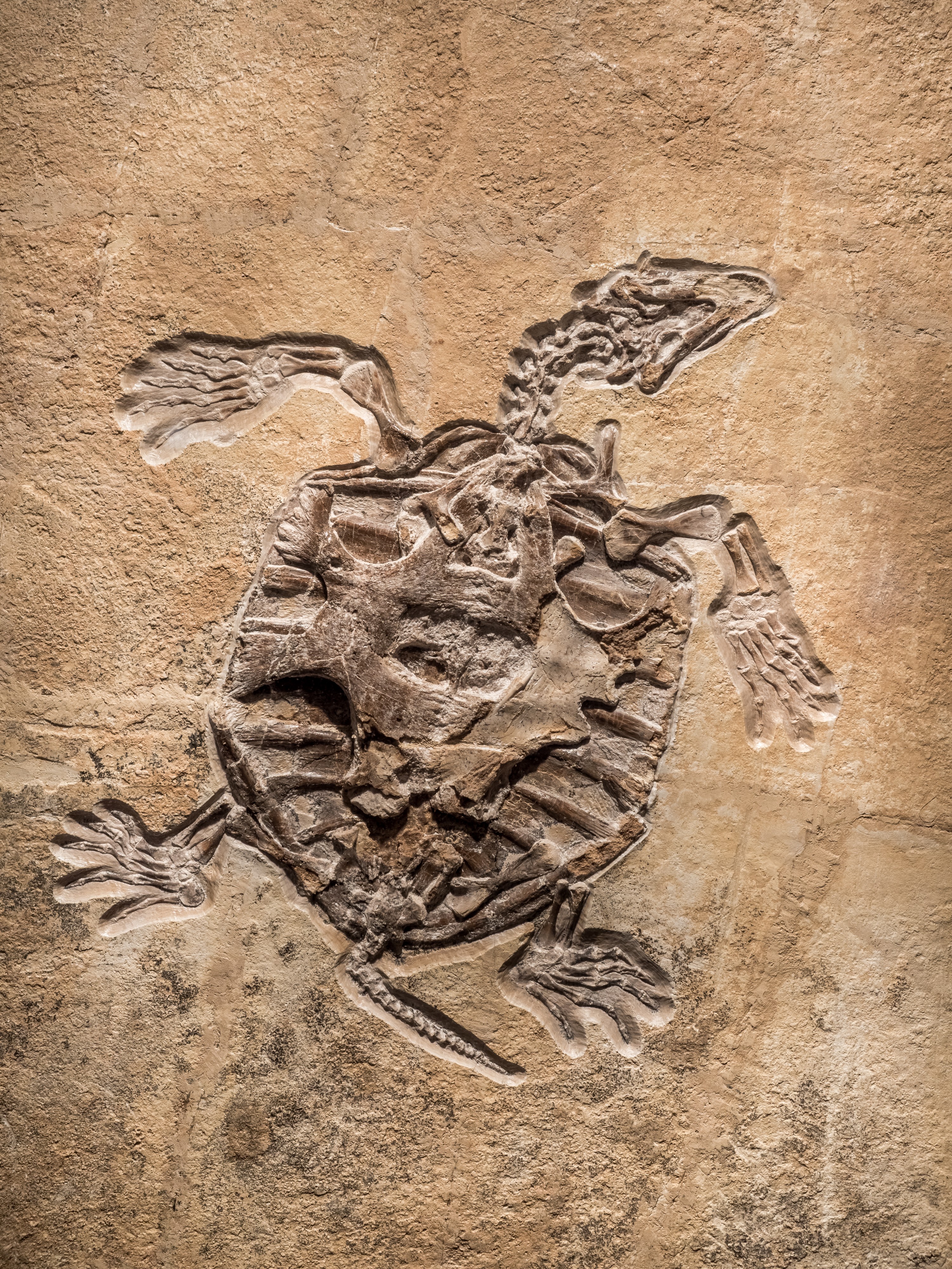 Naturkundemuseum Bamberg Schildkröte 17RM1930