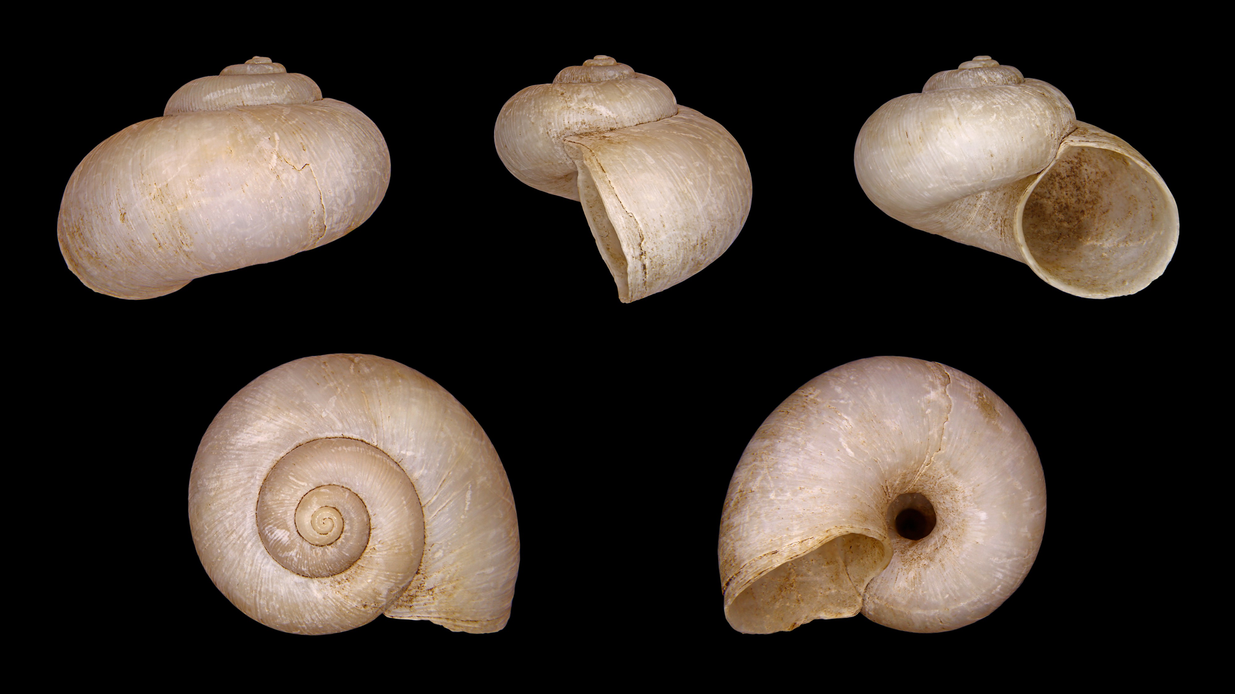 Neocyclotus dysoni sallei 01