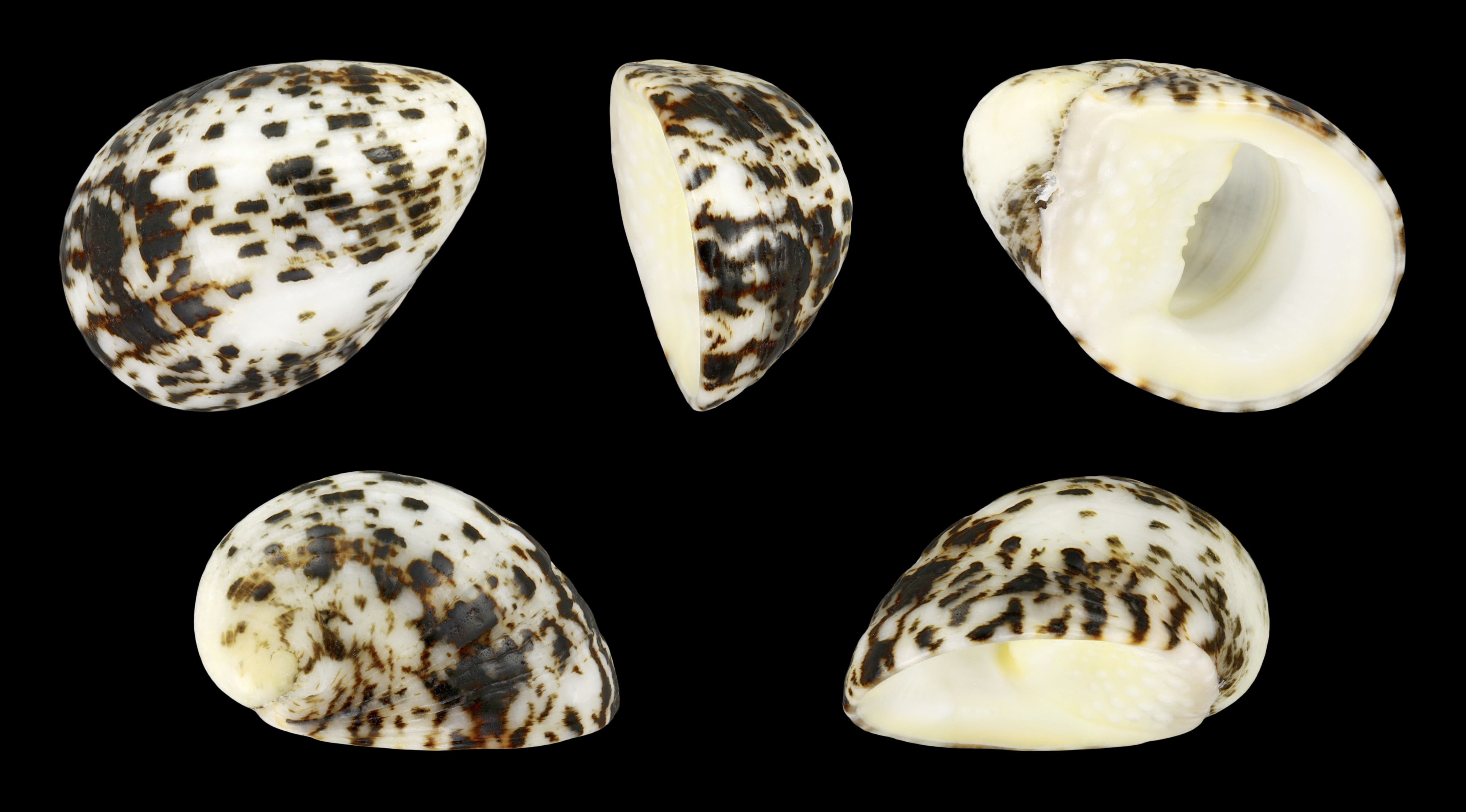 Nerita albicilla 01
