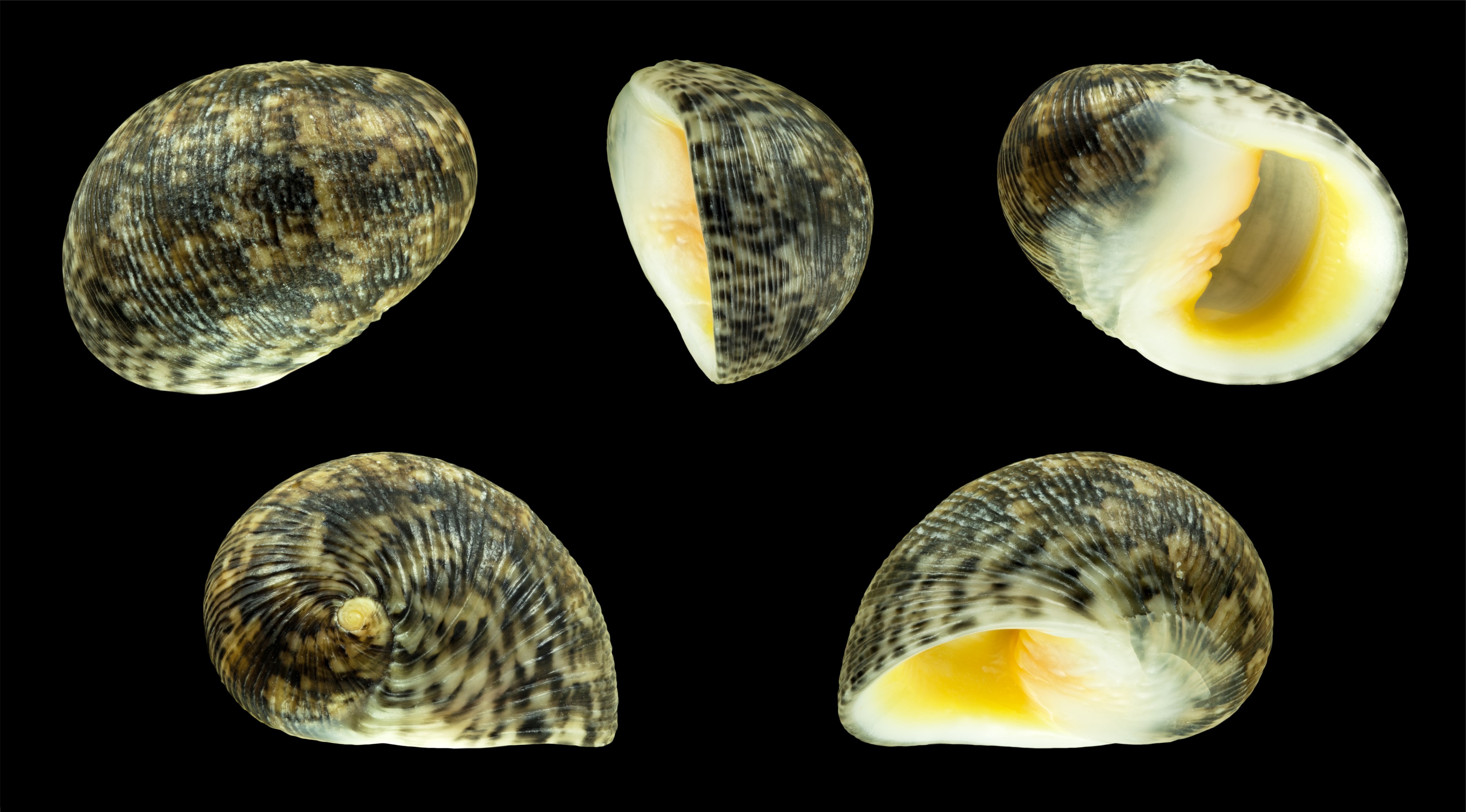 Nerita antiquata 01