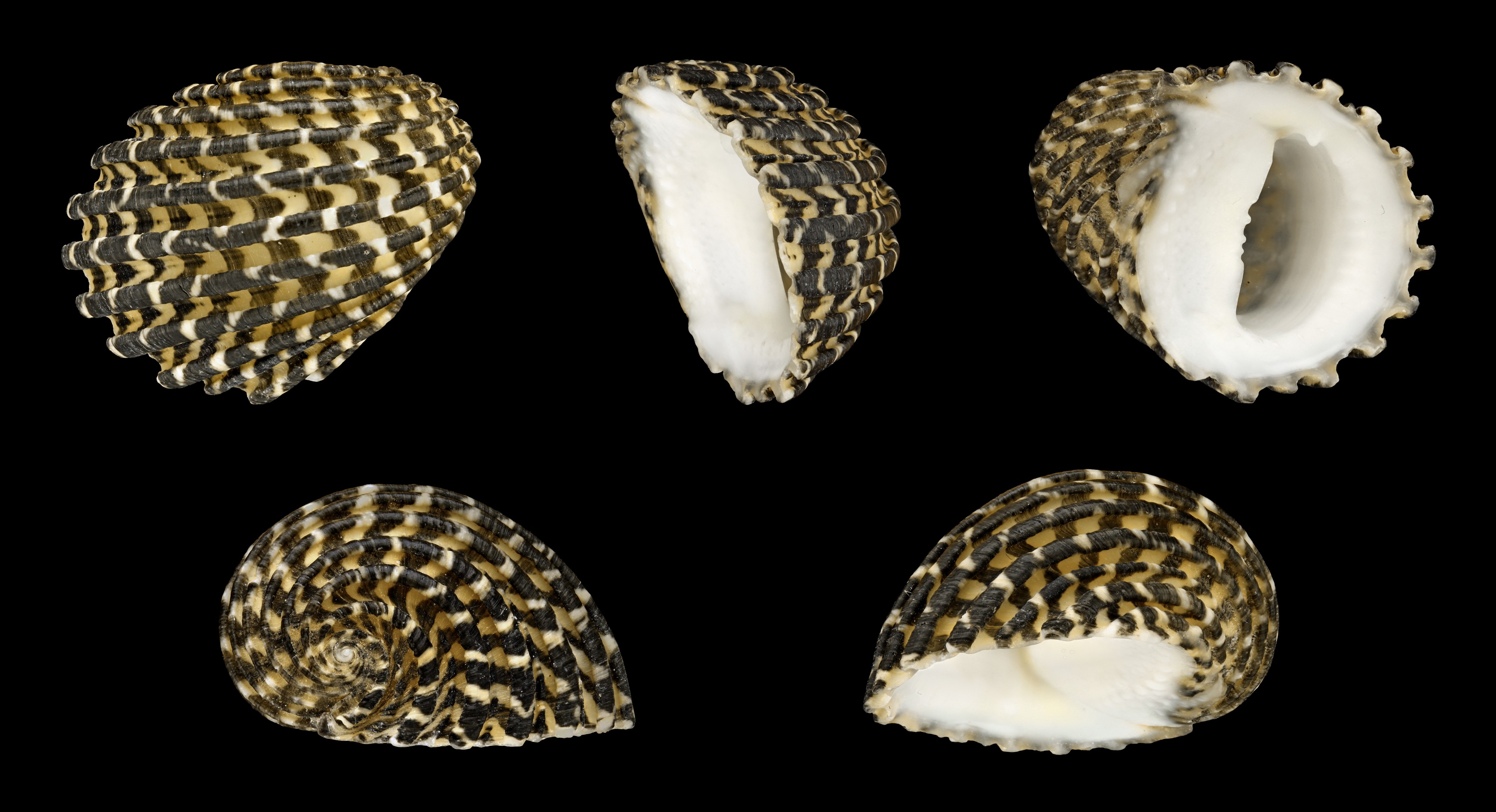 Nerita exuvia 01