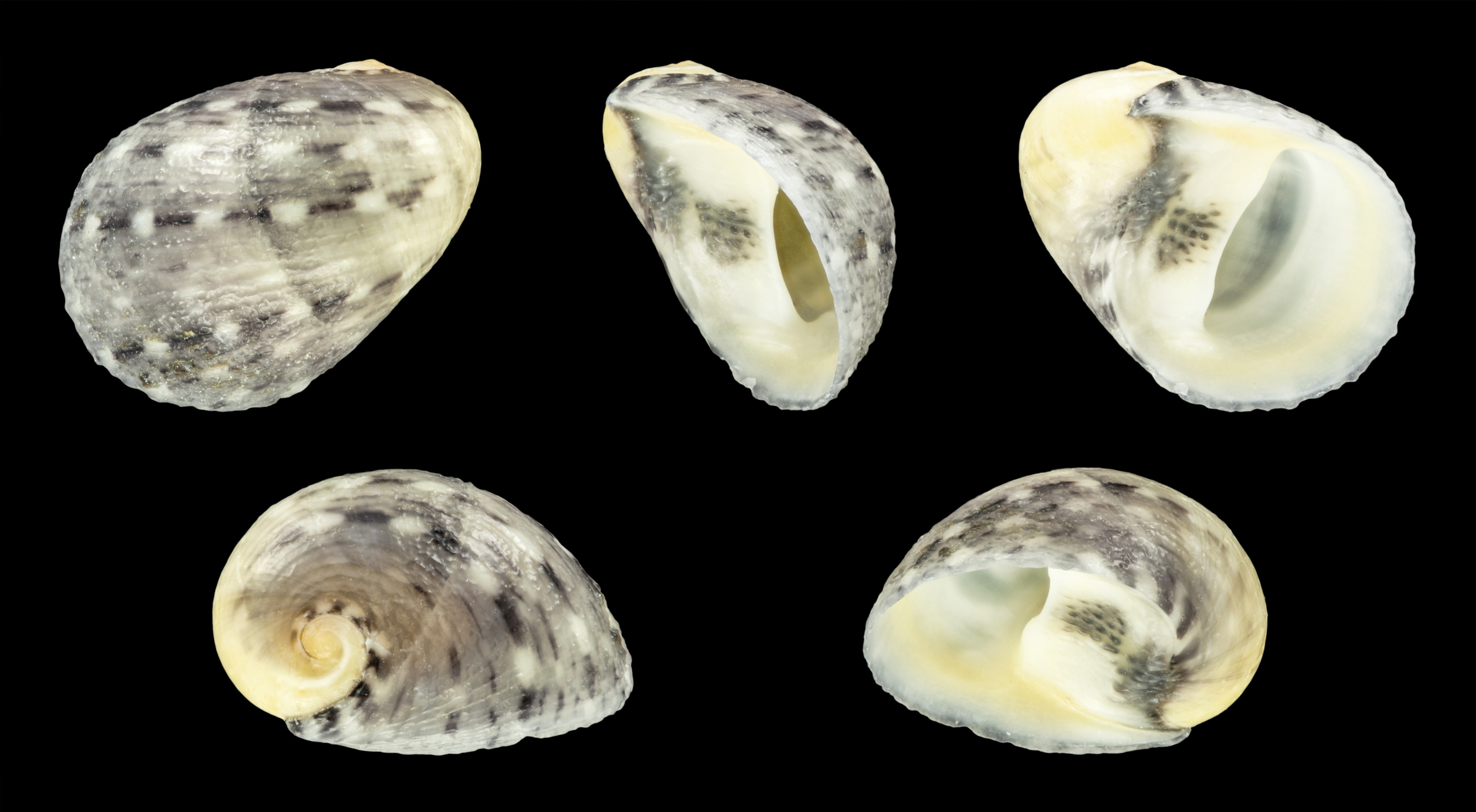 Nerita patula 01
