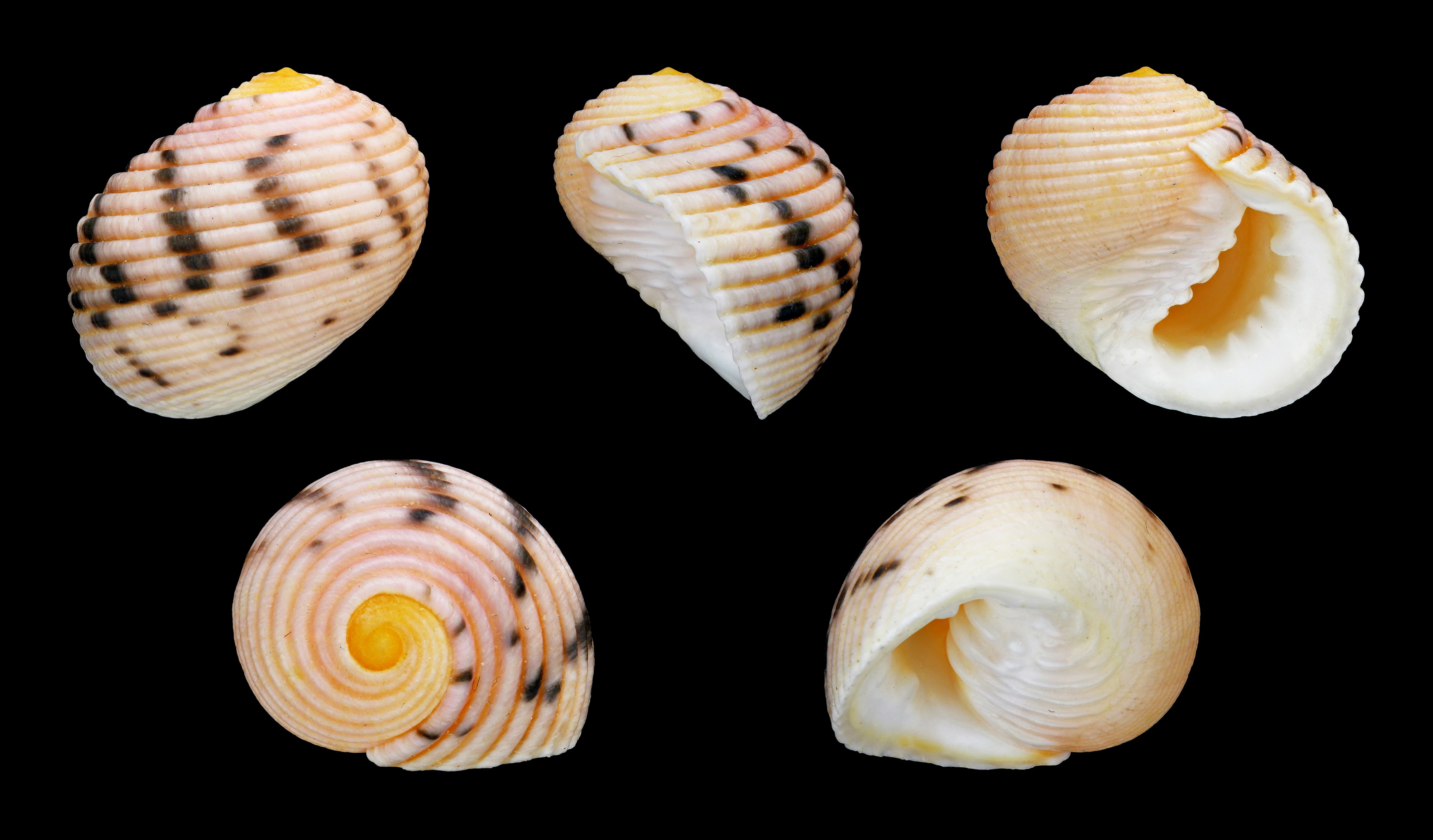 Nerita plicata 01