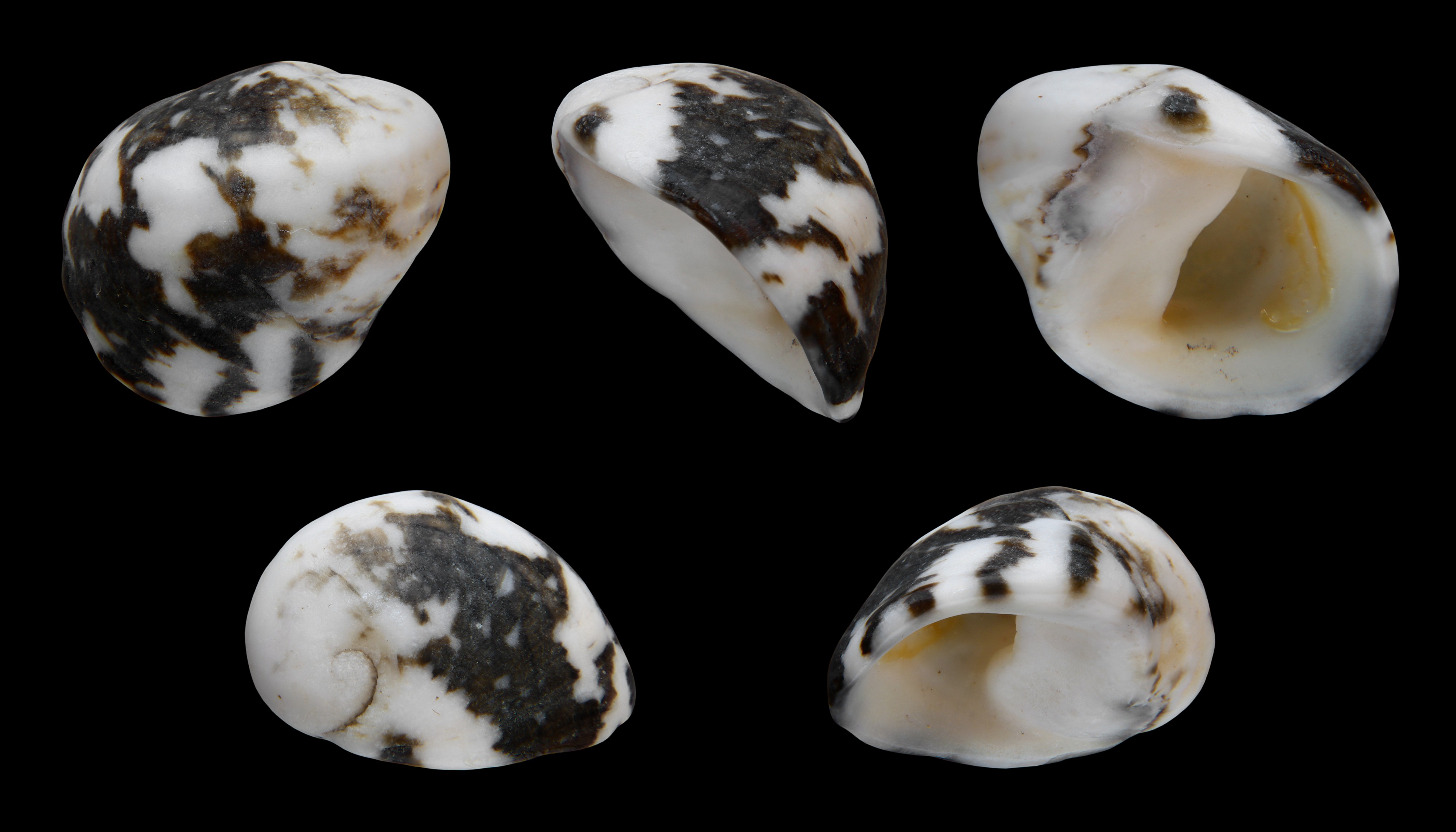 Nerita sanguinolenta 01