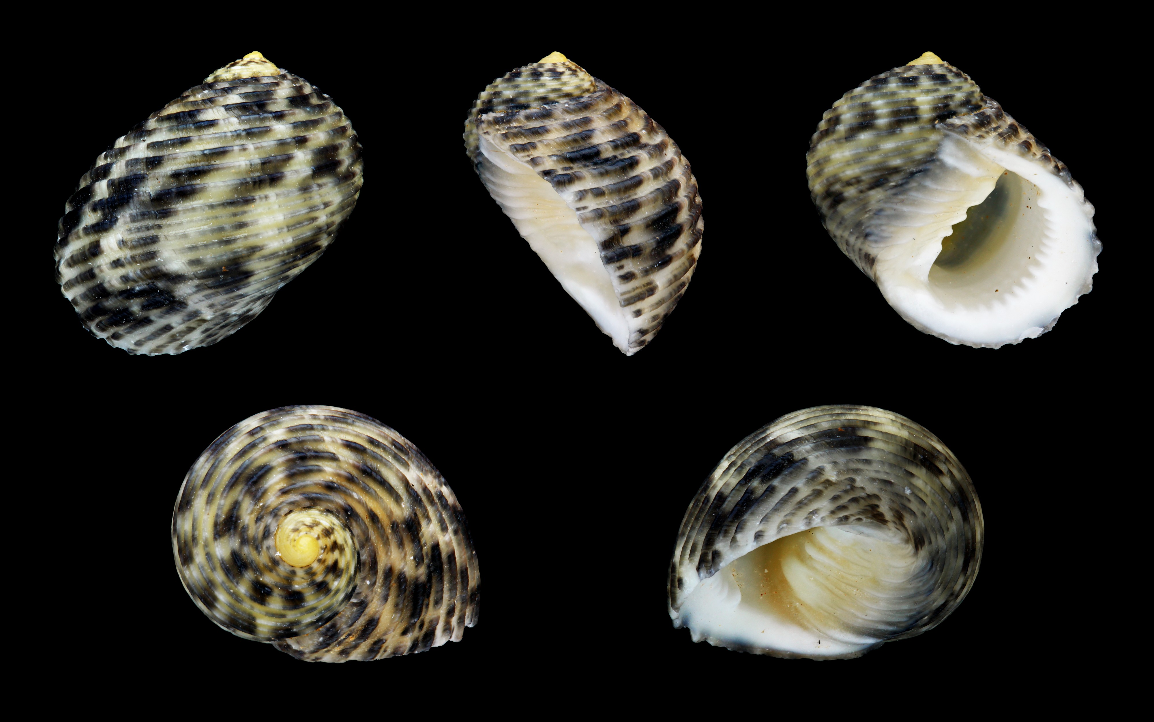 Nerita undata 01