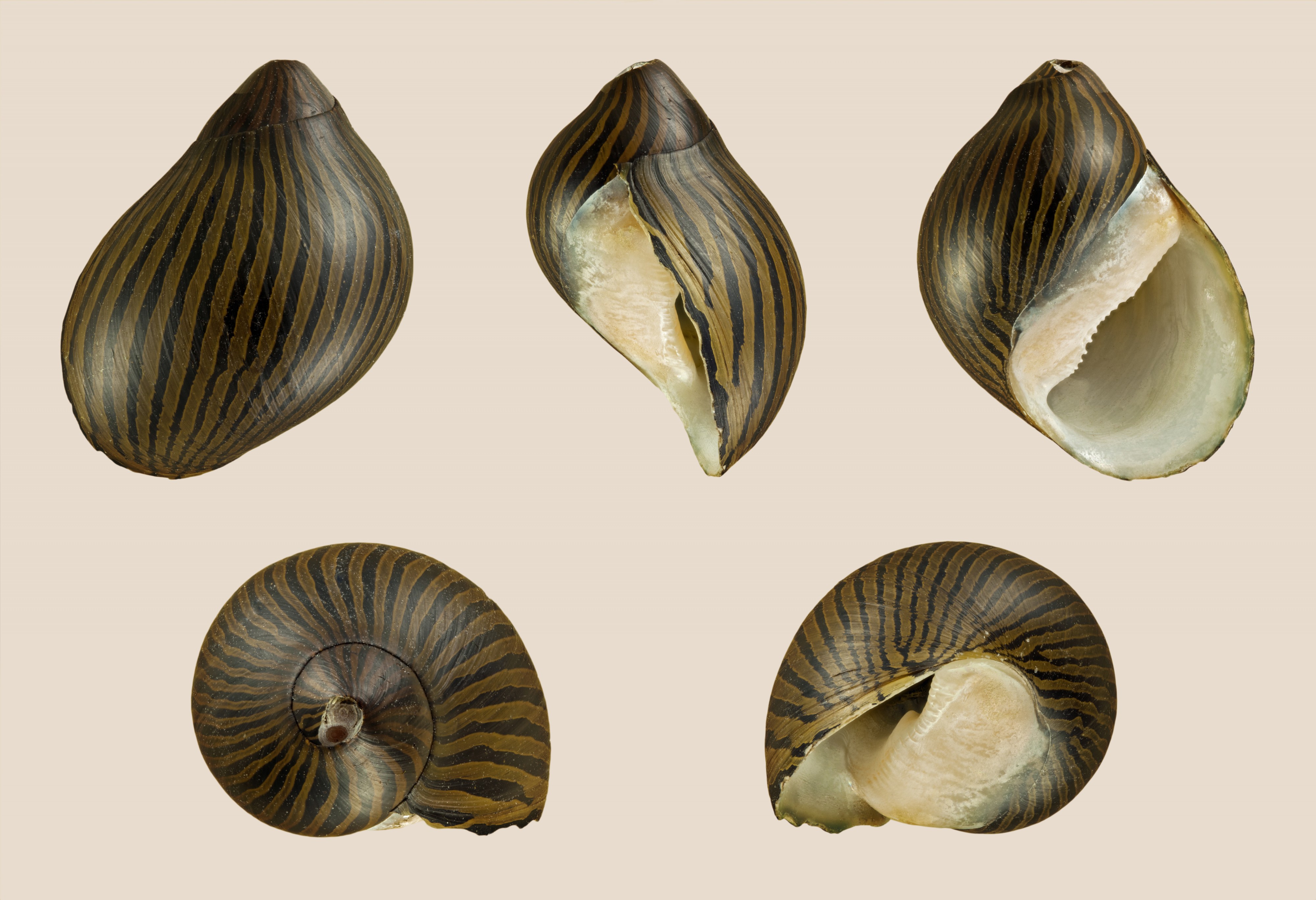 Neritina turrita 02