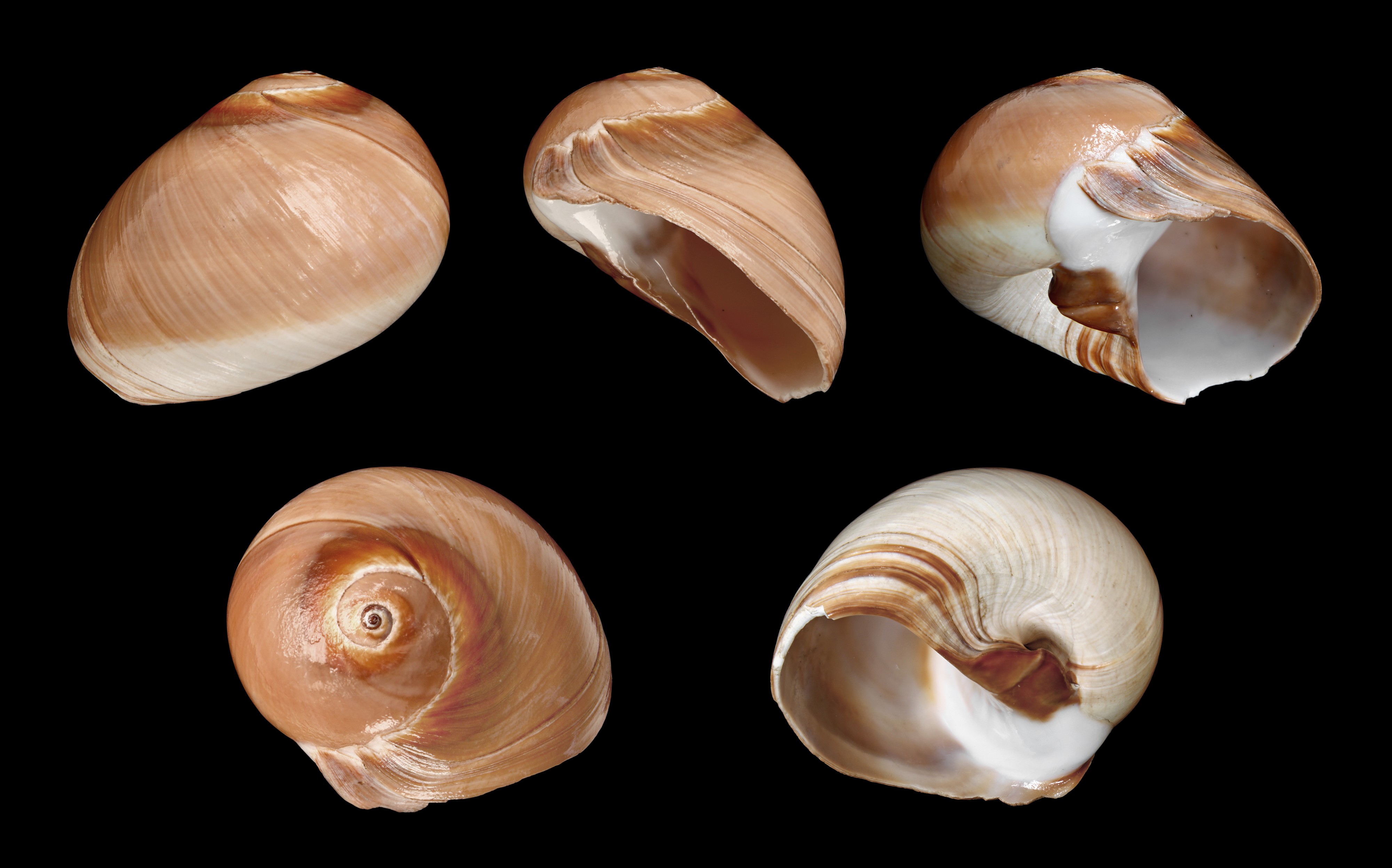 Neverita didyma 01