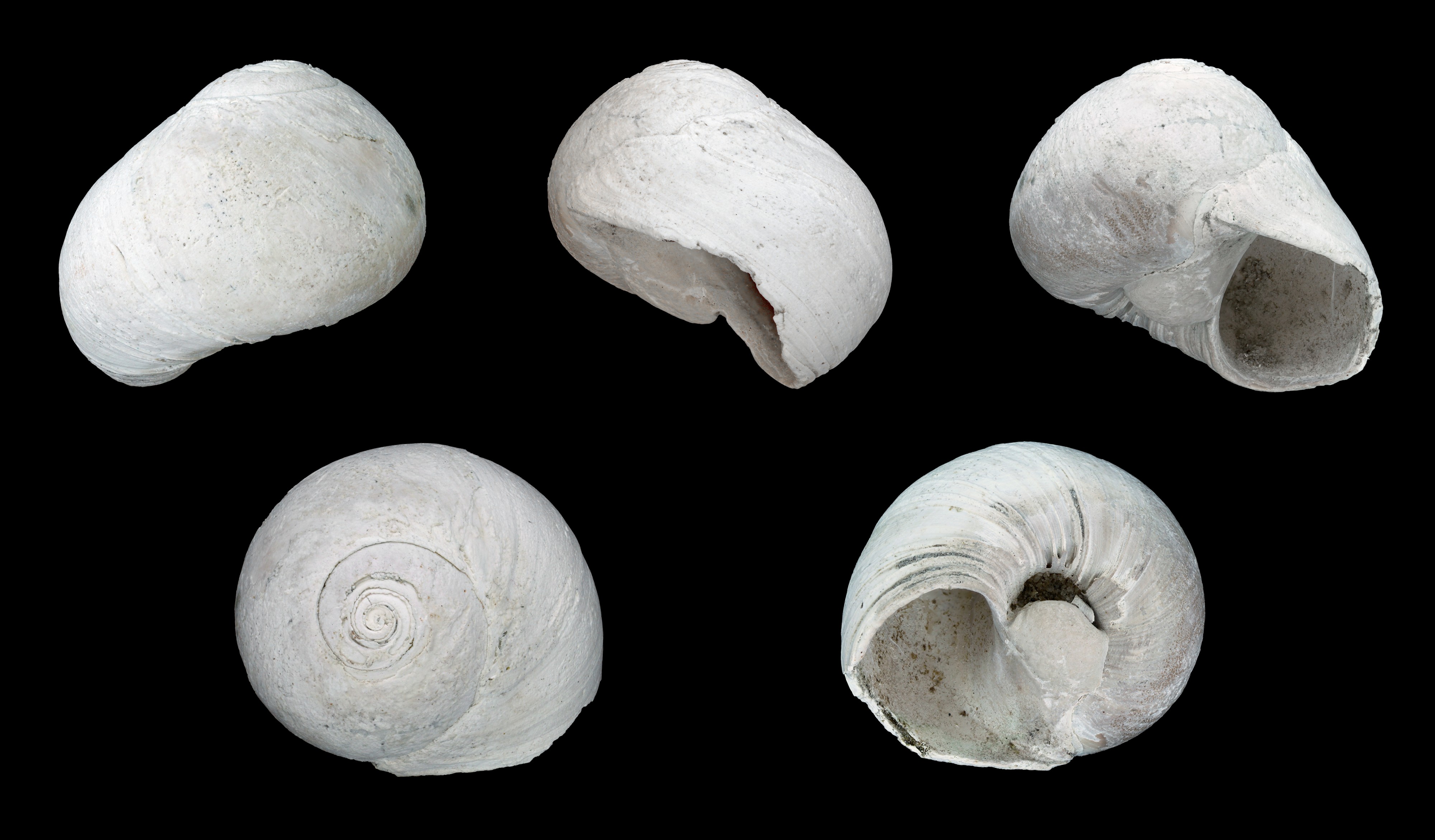 Neverita duplicata 01