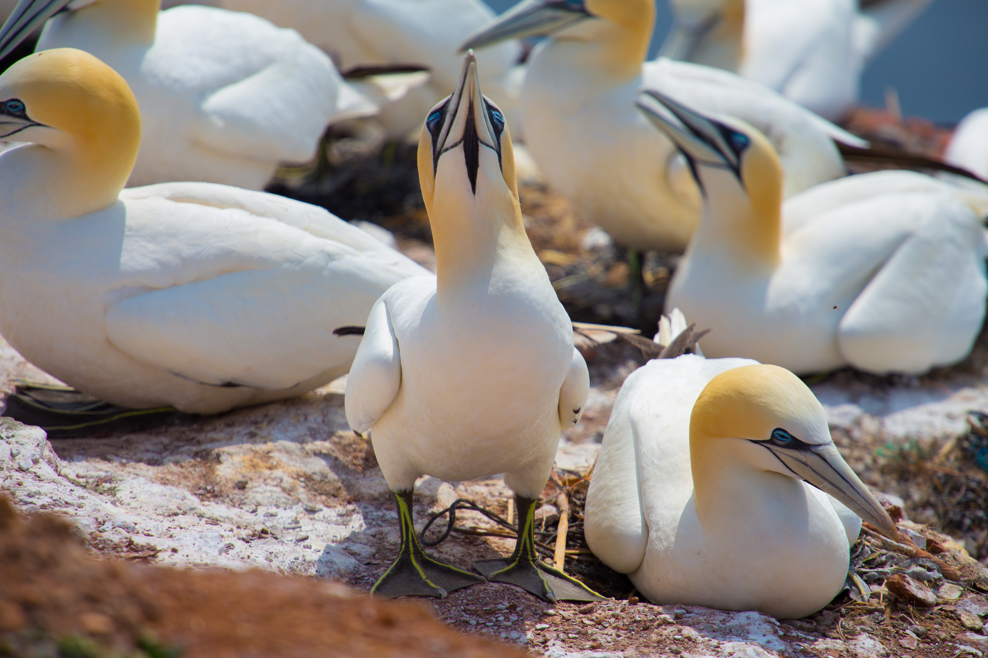 Nordsee, Helgoland (8790478884)