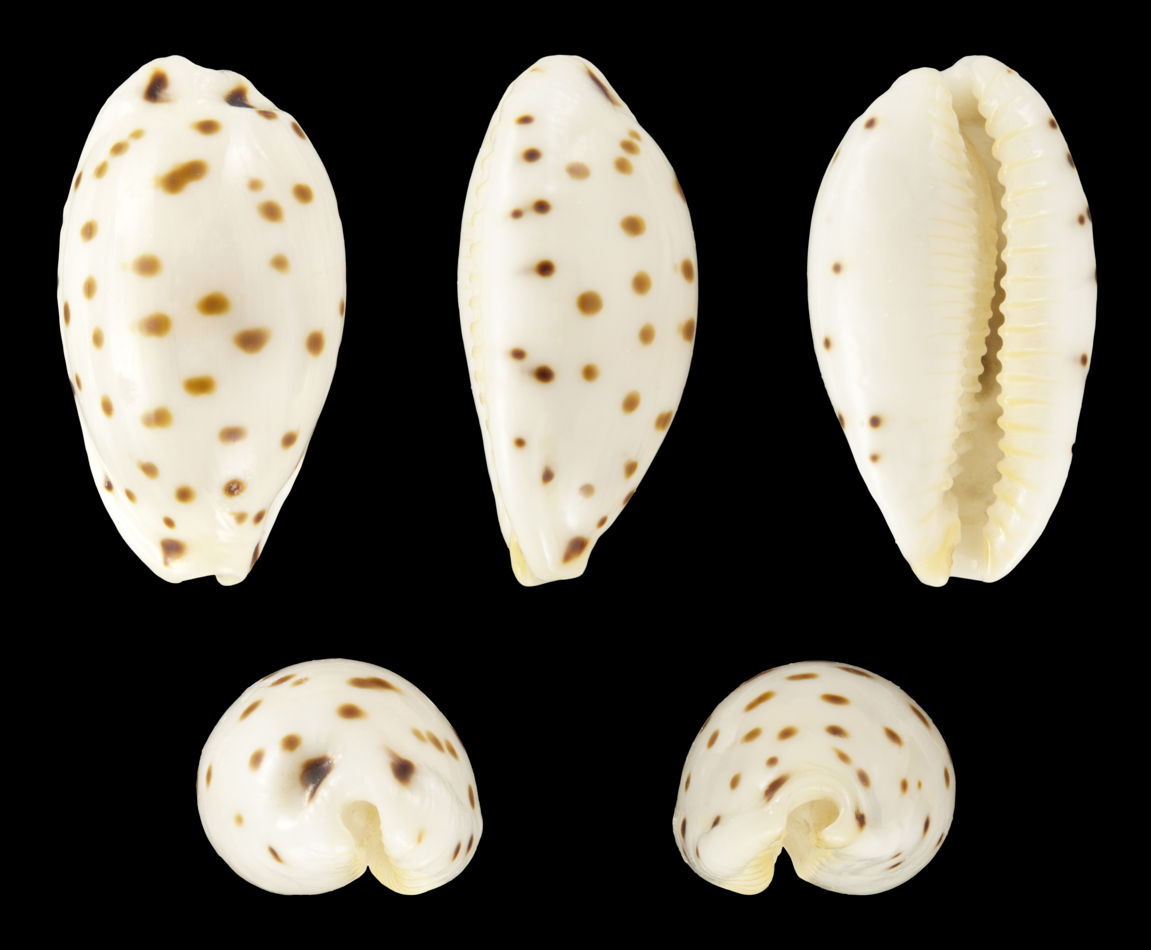 Notadusta punctata 01