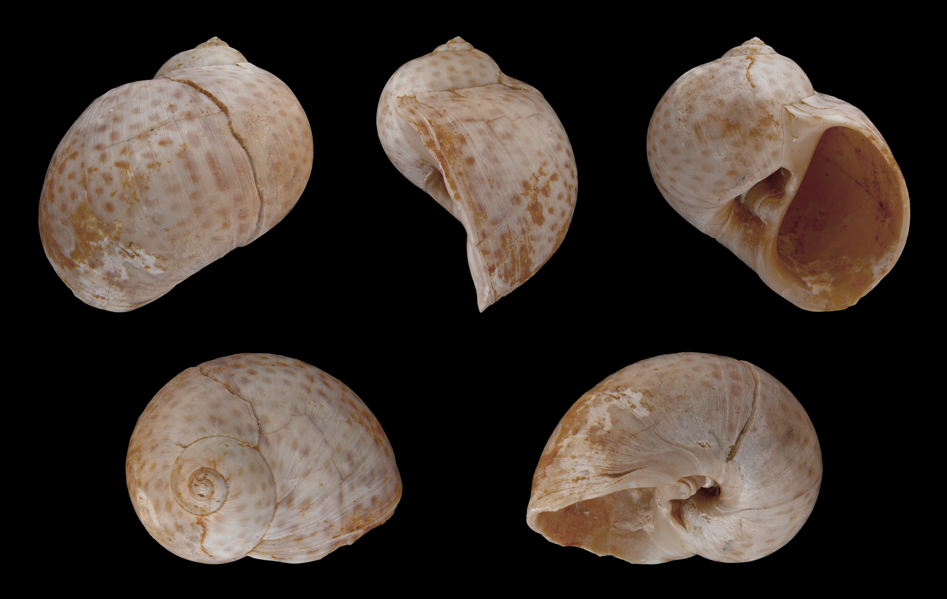 Notocochlis tigrina 01