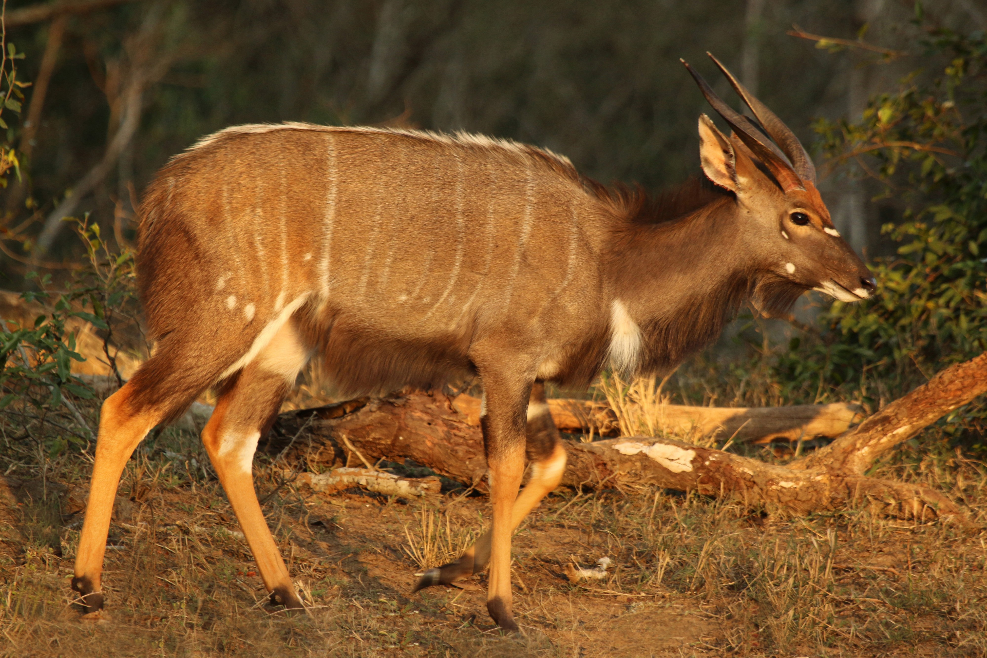 Nyala (Tragelaphus angasii) male