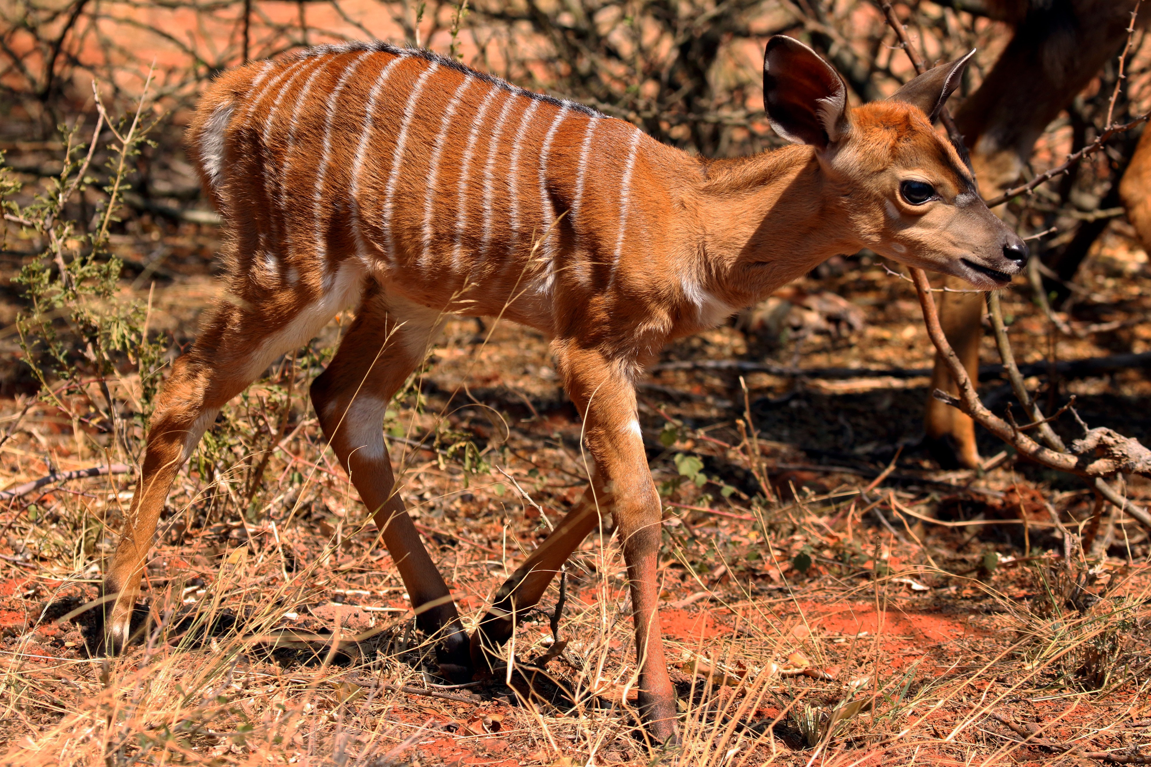 Nyala (Tragelaphus angasii) young male 2w
