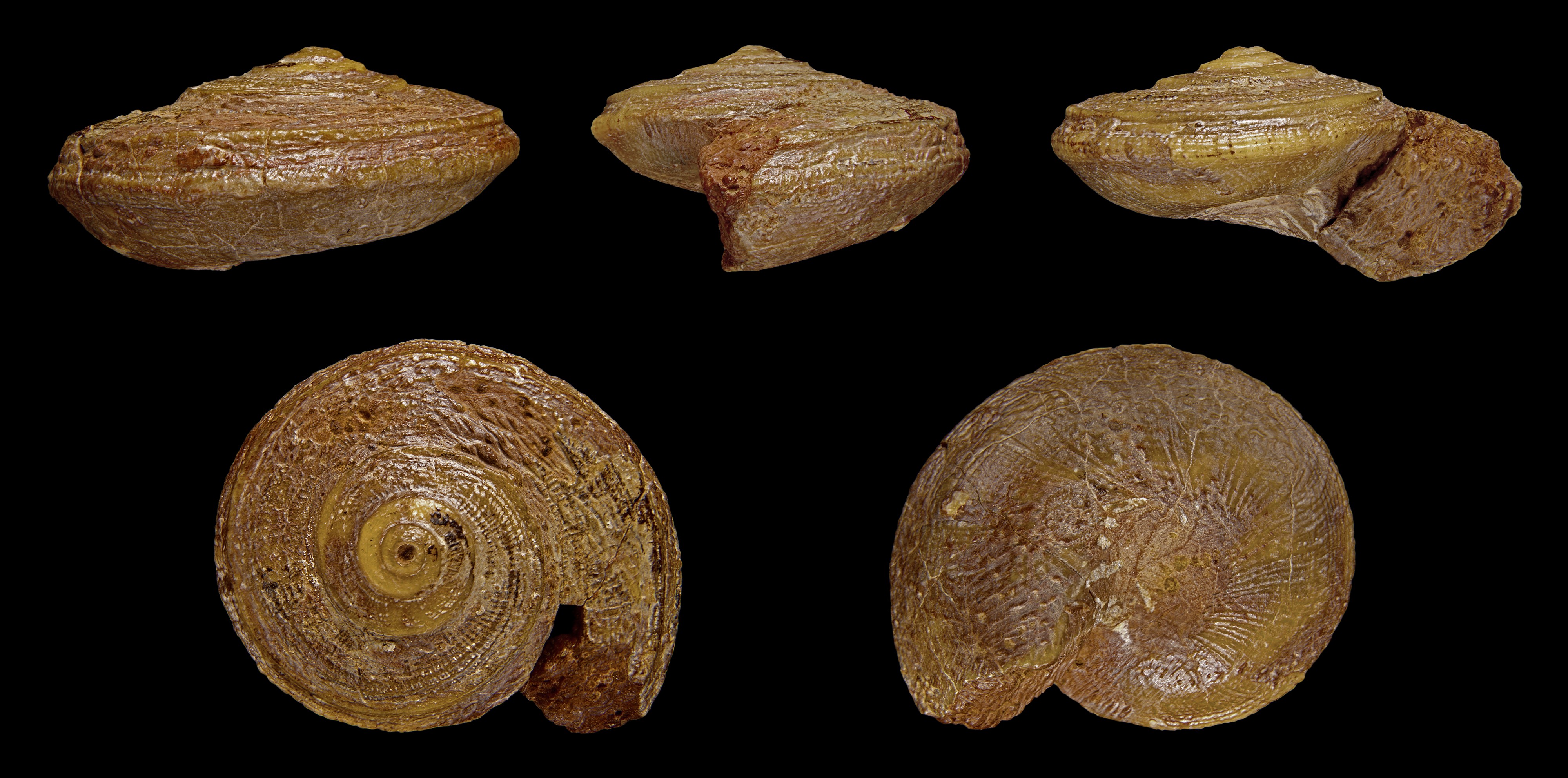 Obornella granulata 01