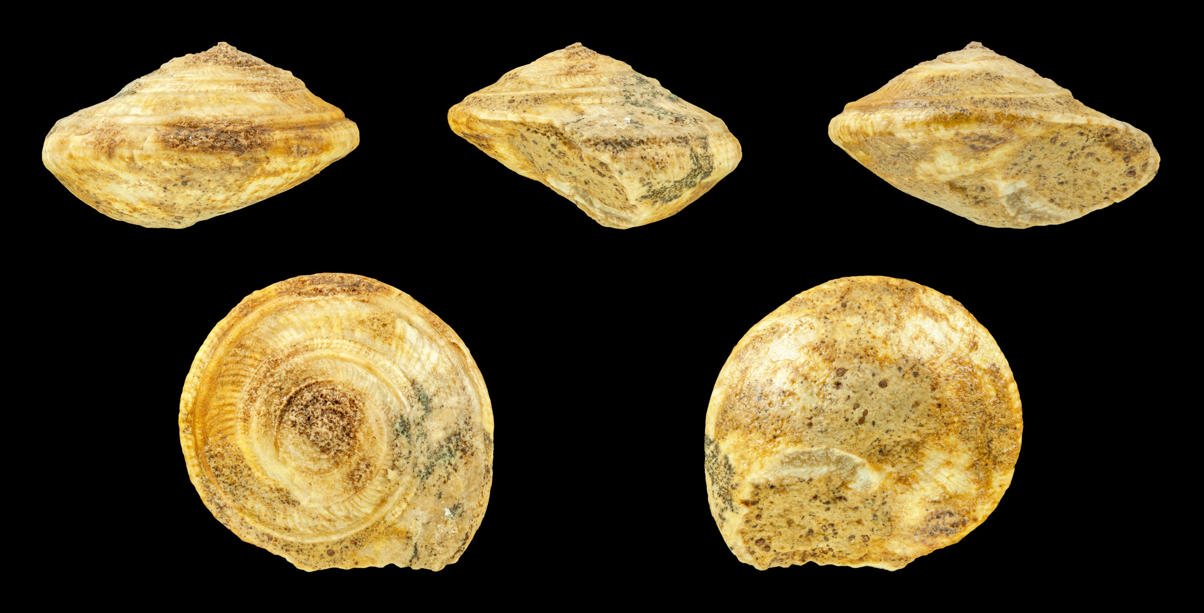 Obornella laevigata 01