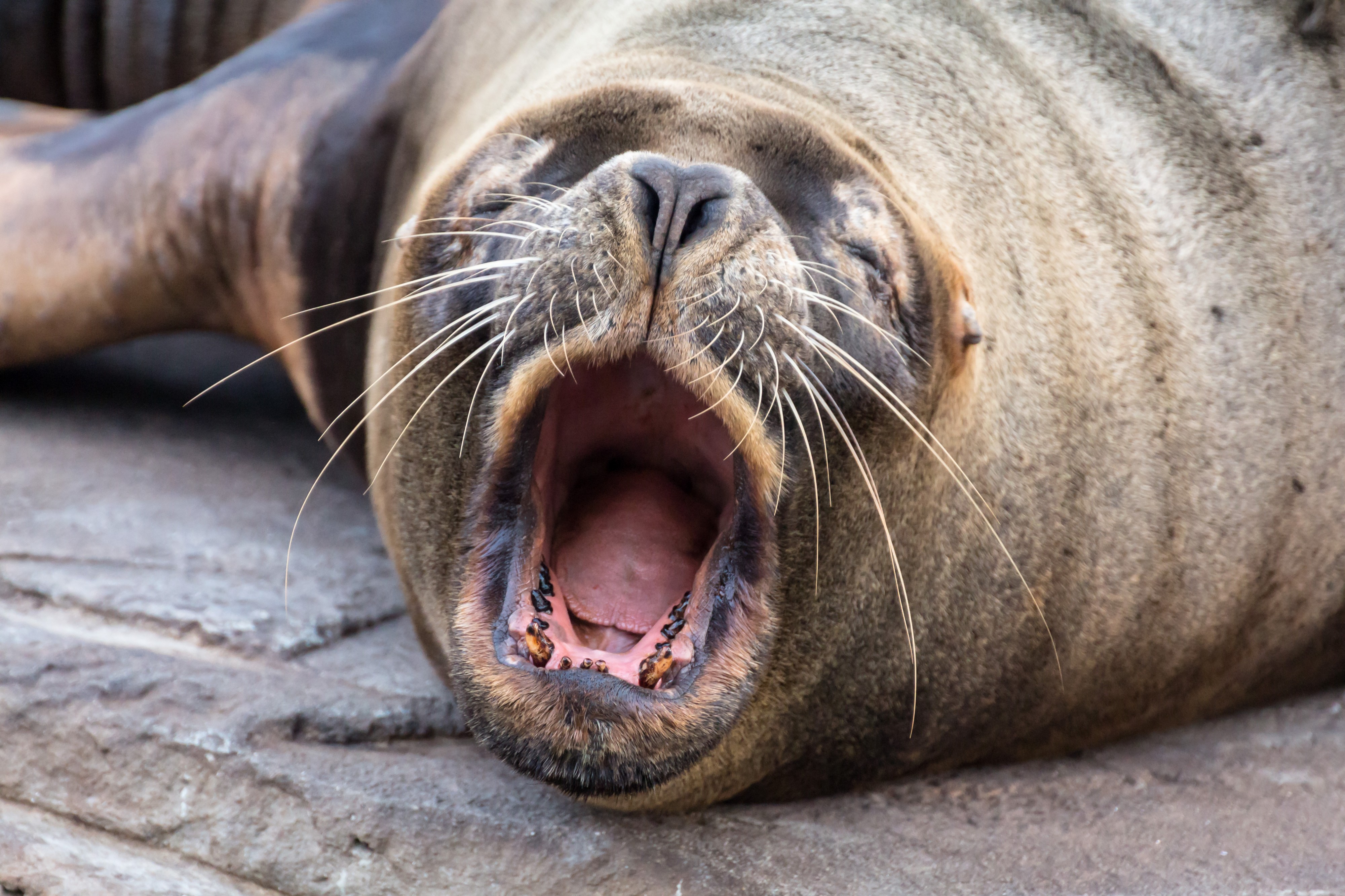 Oceanografic Sea Lion Mouth 01