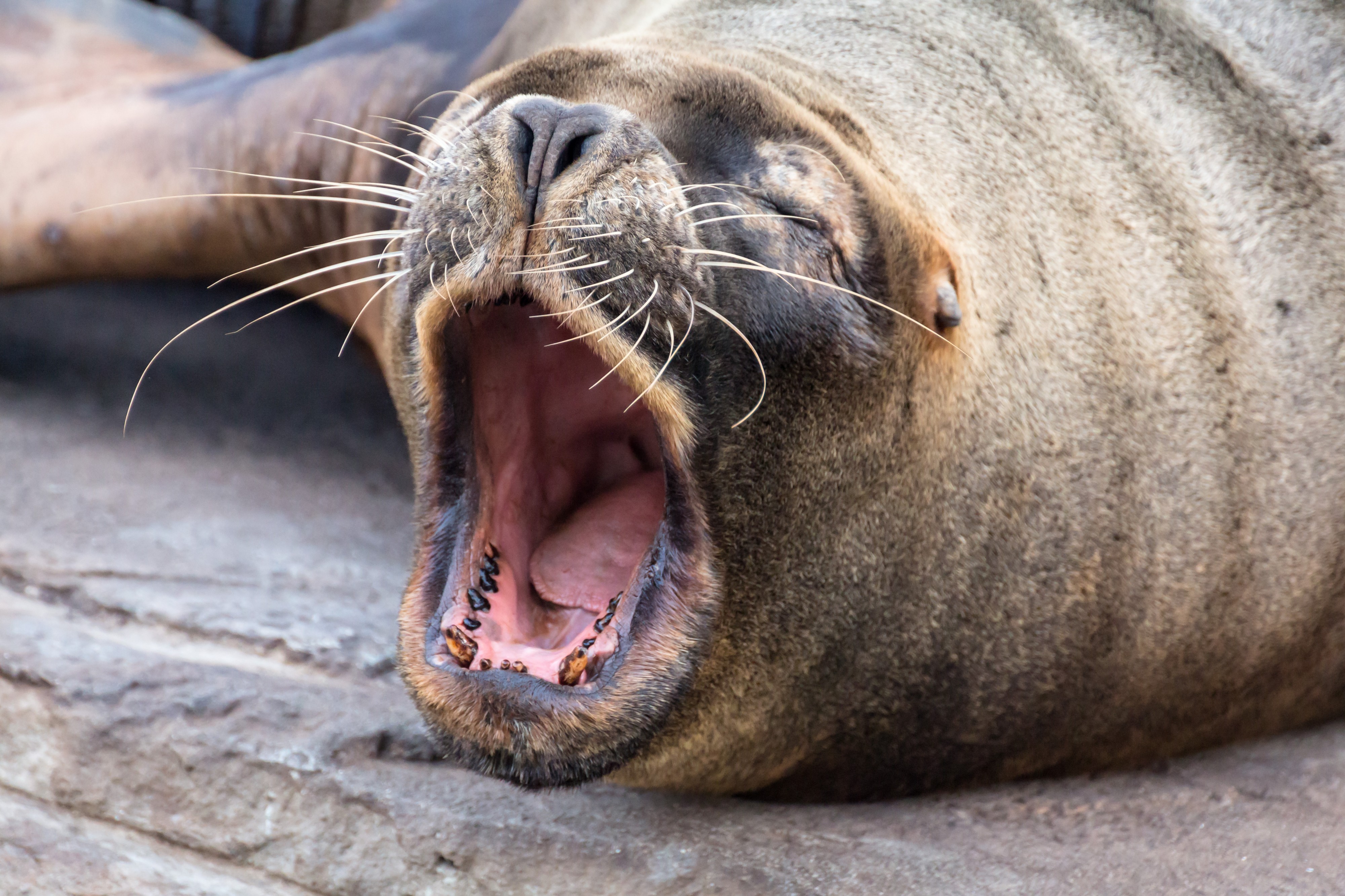 Oceanografic Sea Lion Mouth 02