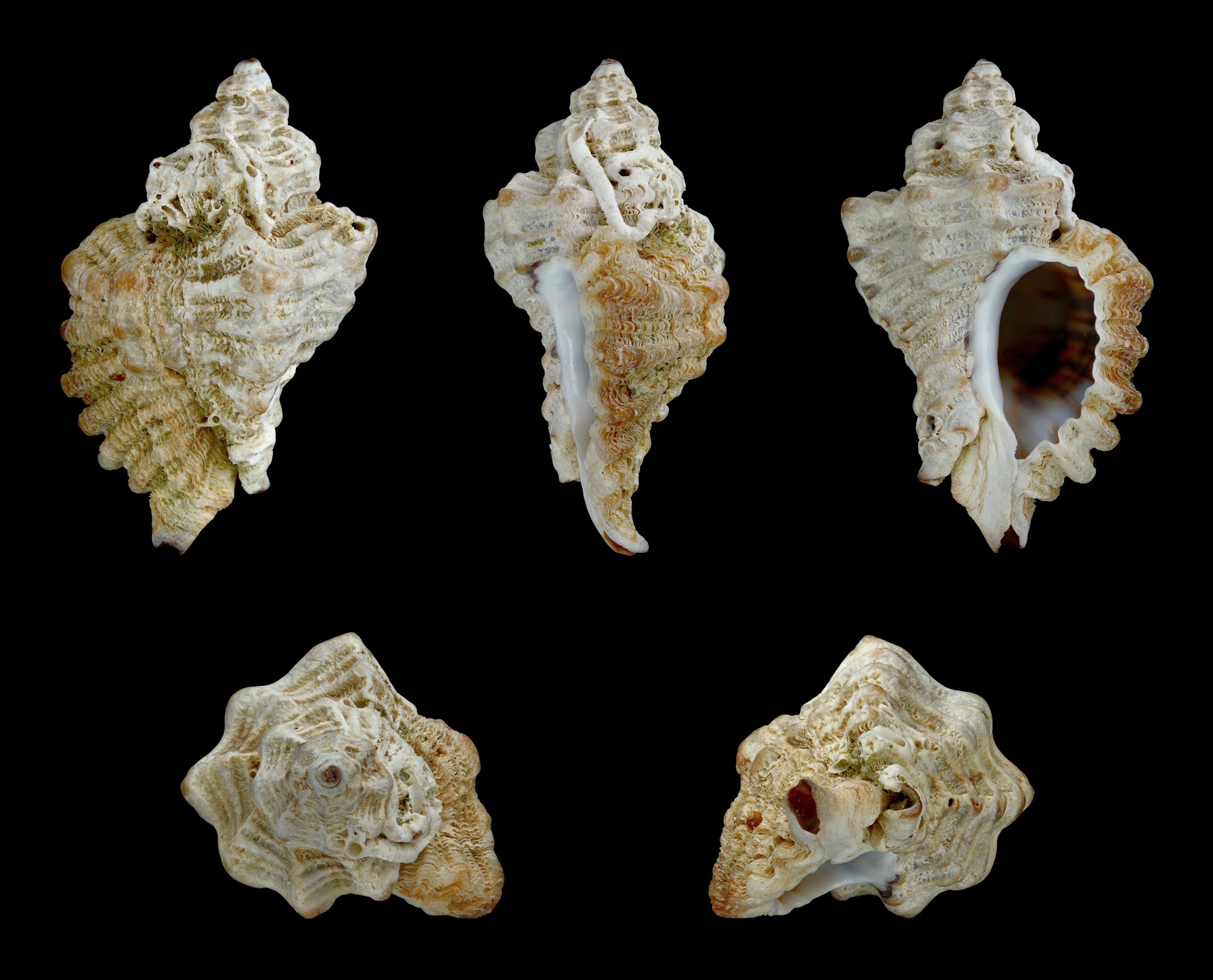 Ocenebra erinacea 01
