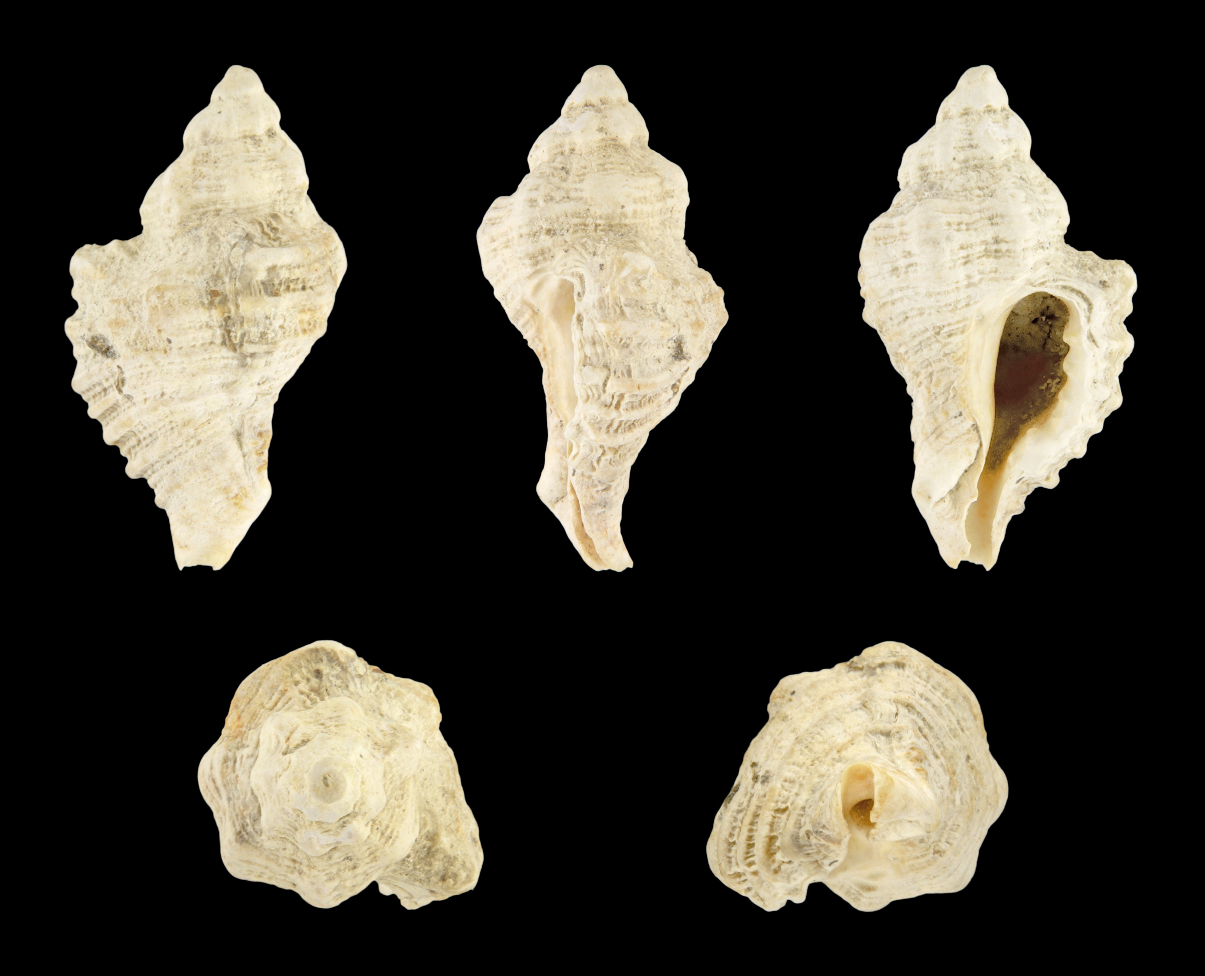 Ocinebrina conspicua 01