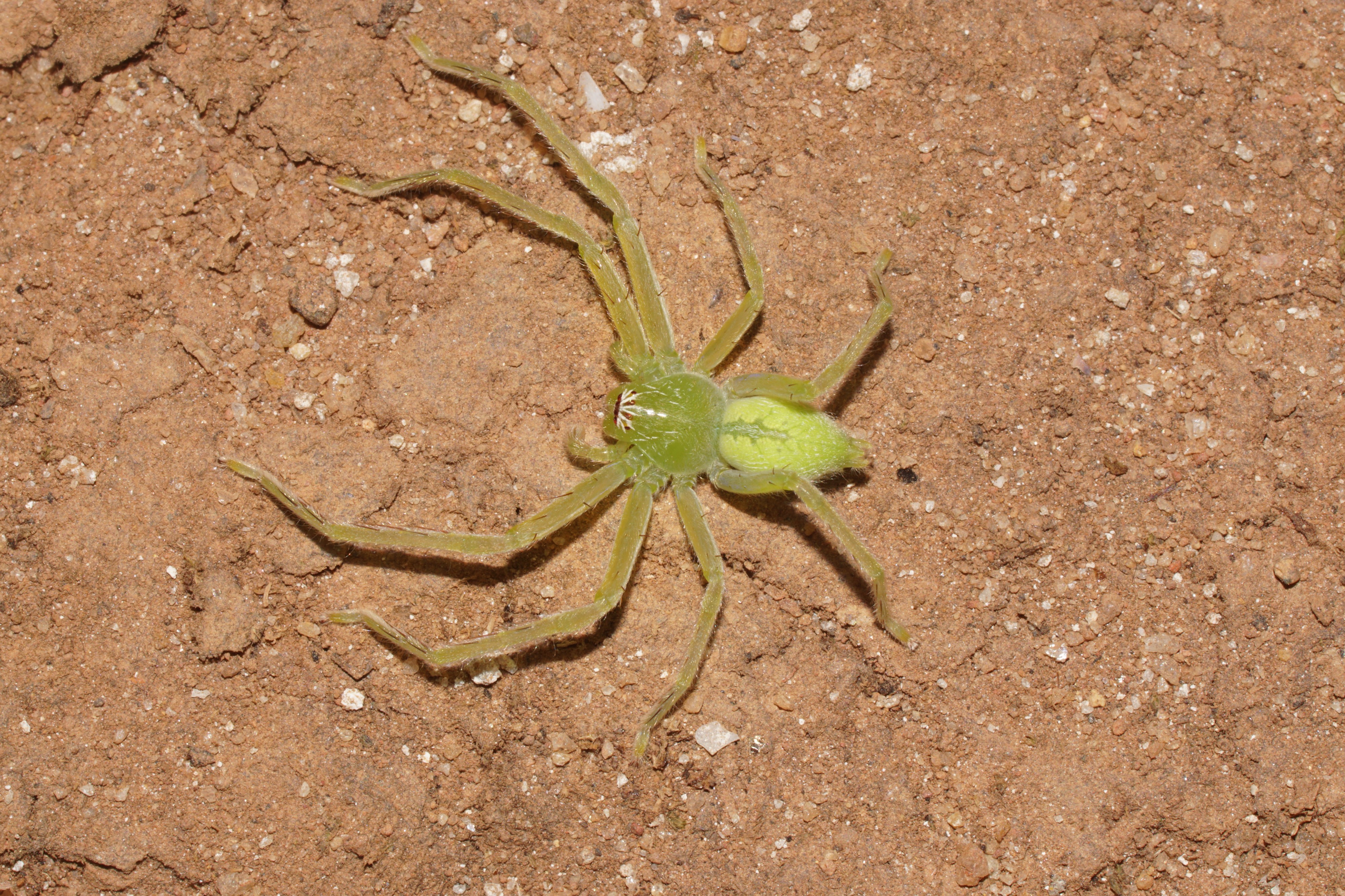 Olios milleti 01692