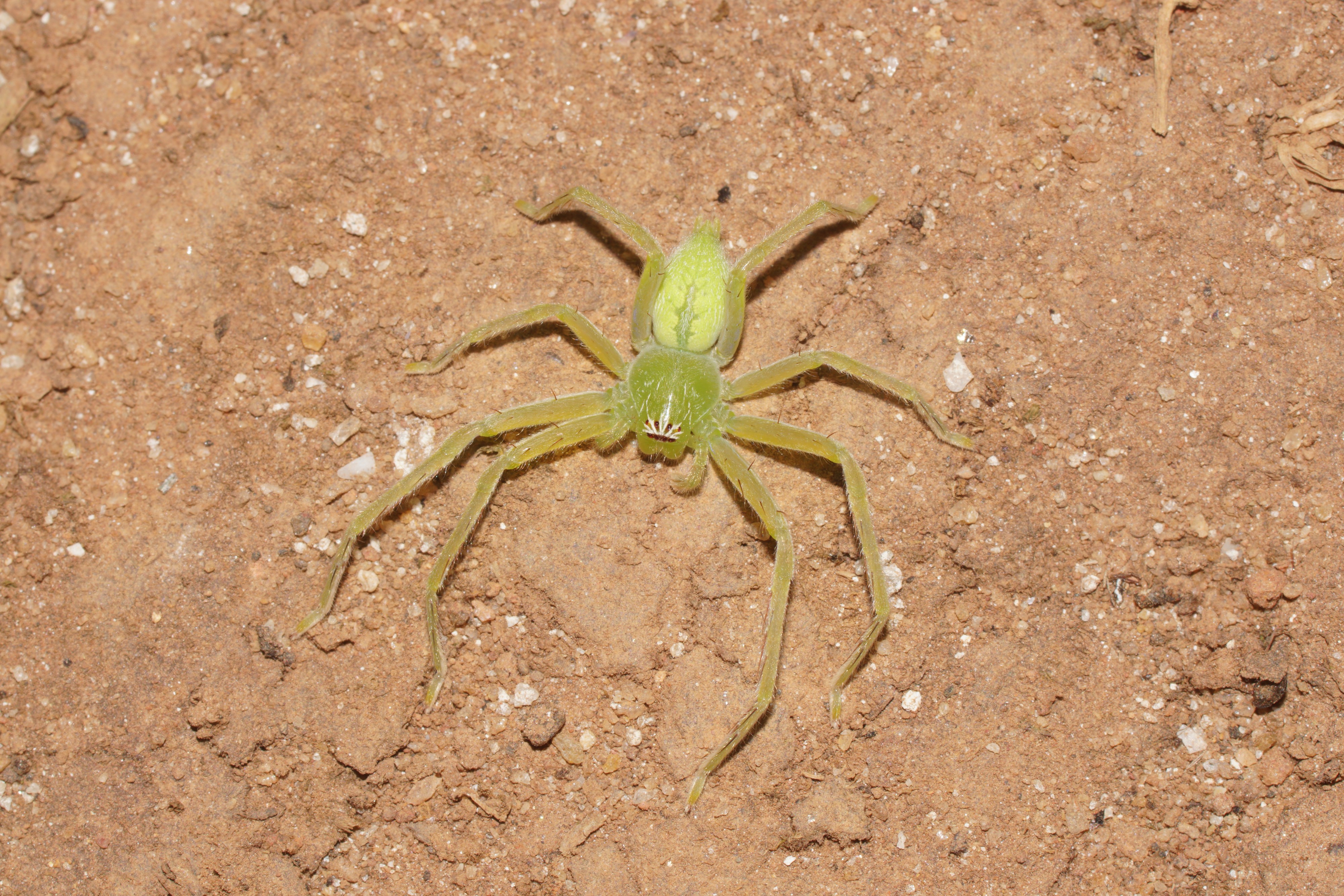 Olios milleti 01704