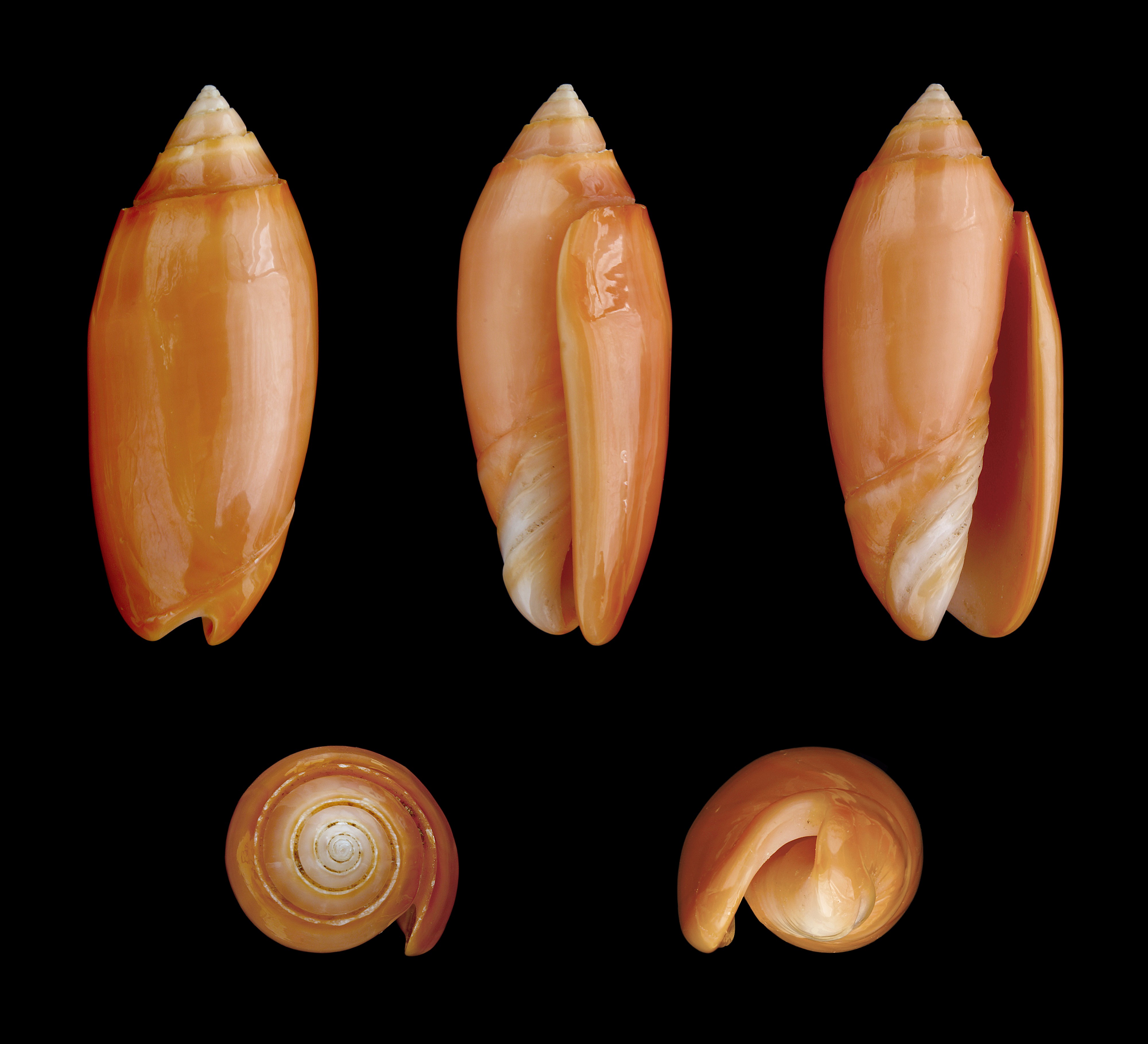 Oliva annulata f. carnicolor 01