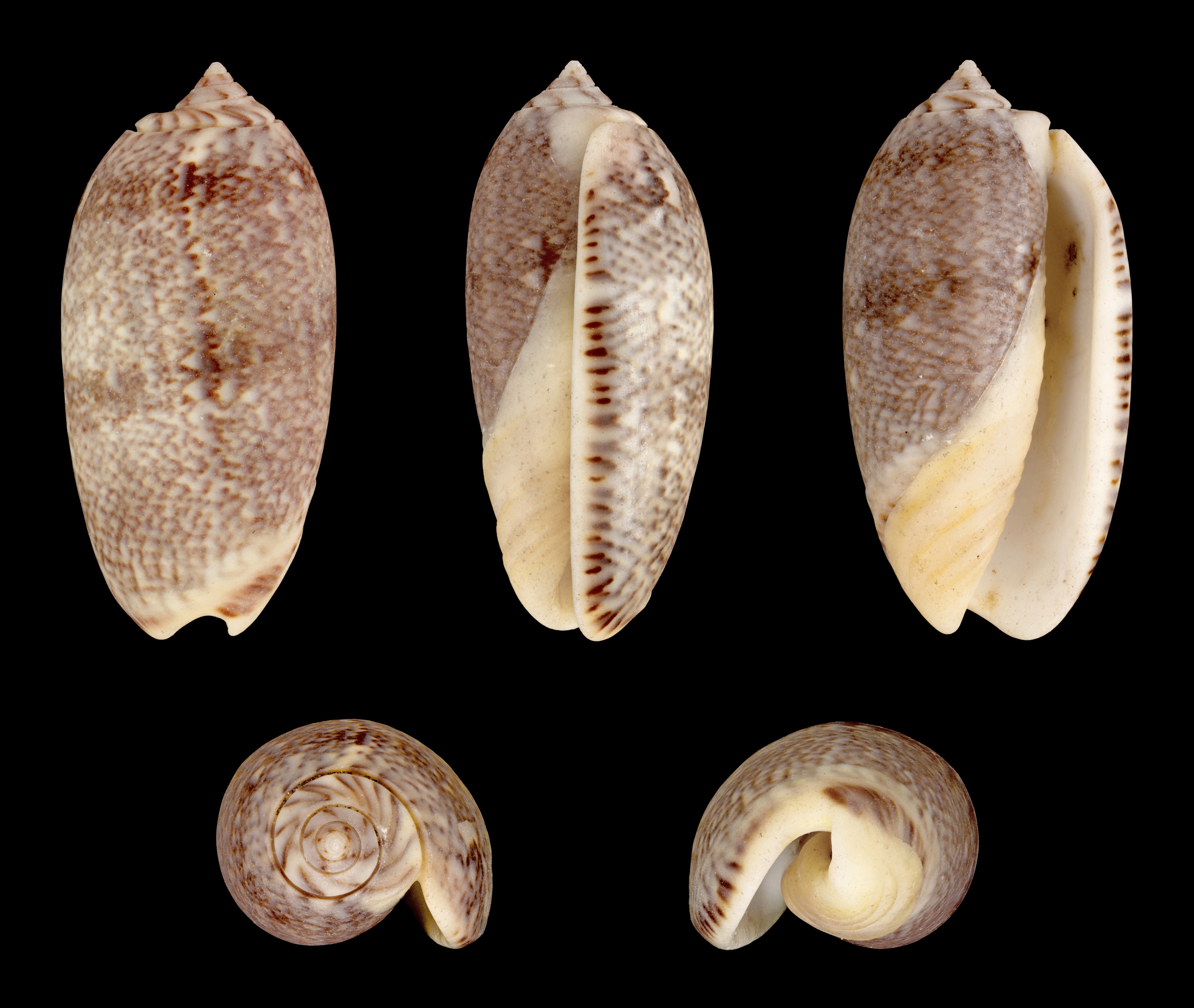 Oliva bulbiformis 01