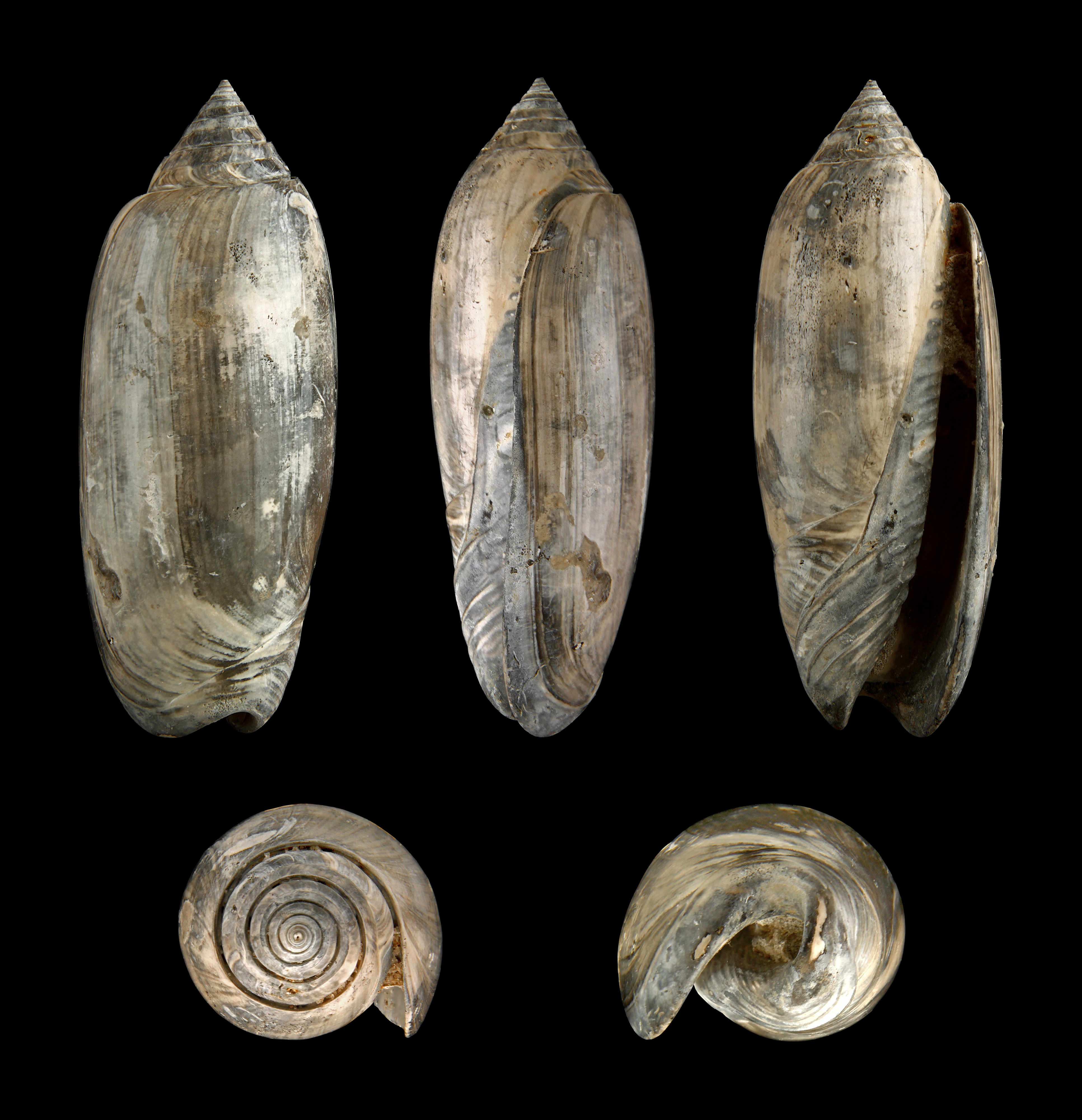 Oliva sayana 01