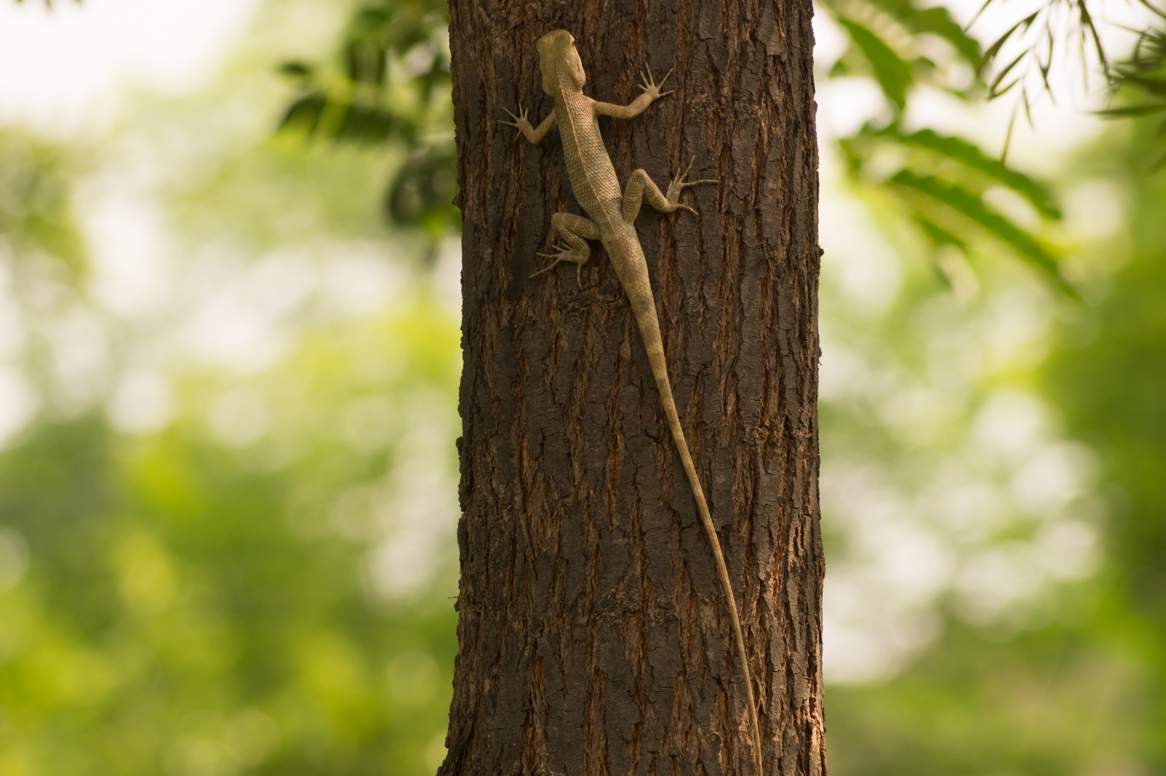 Oriental Garden Lizard in Patiala