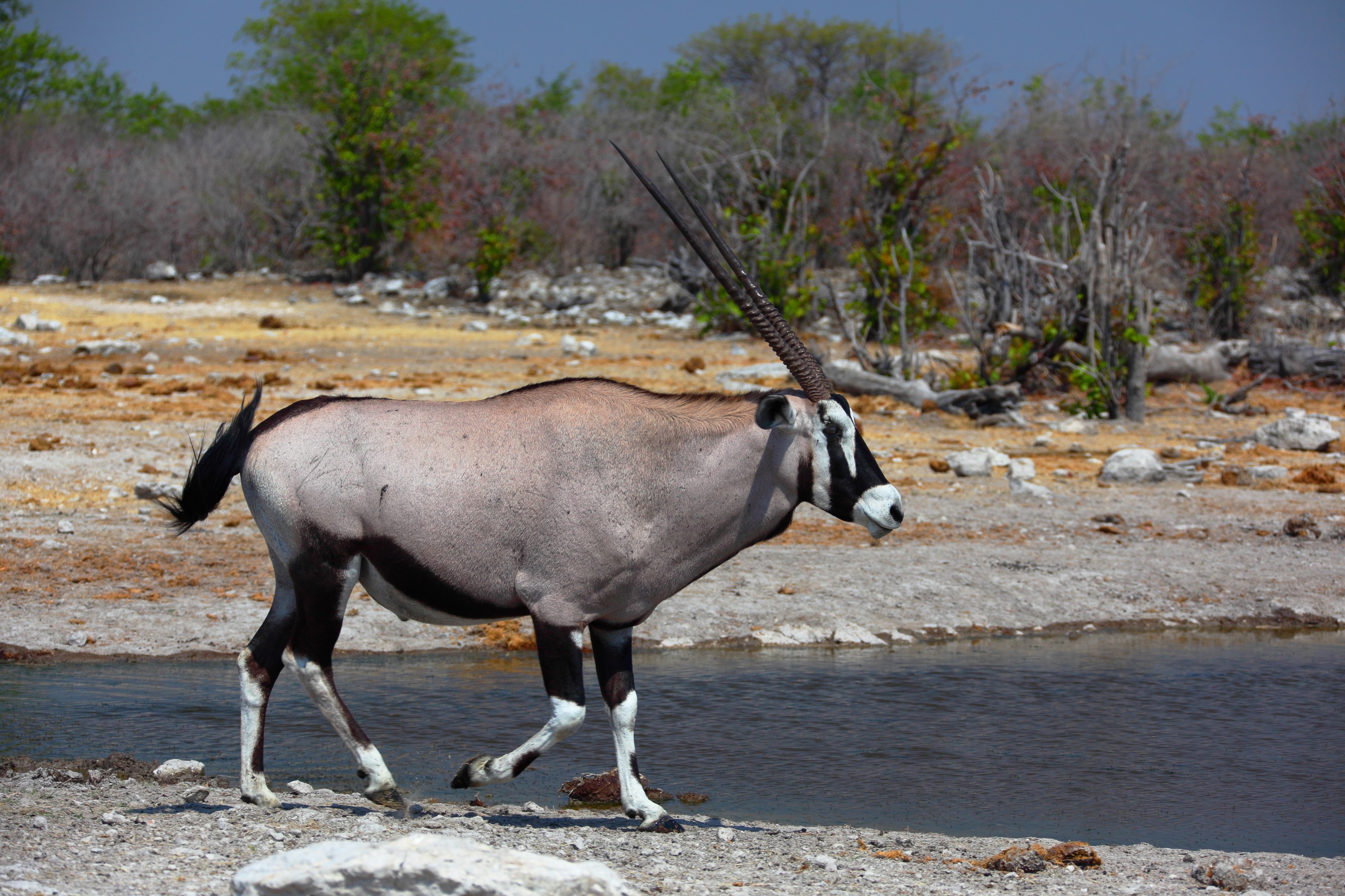 Oryx gazella male 8054