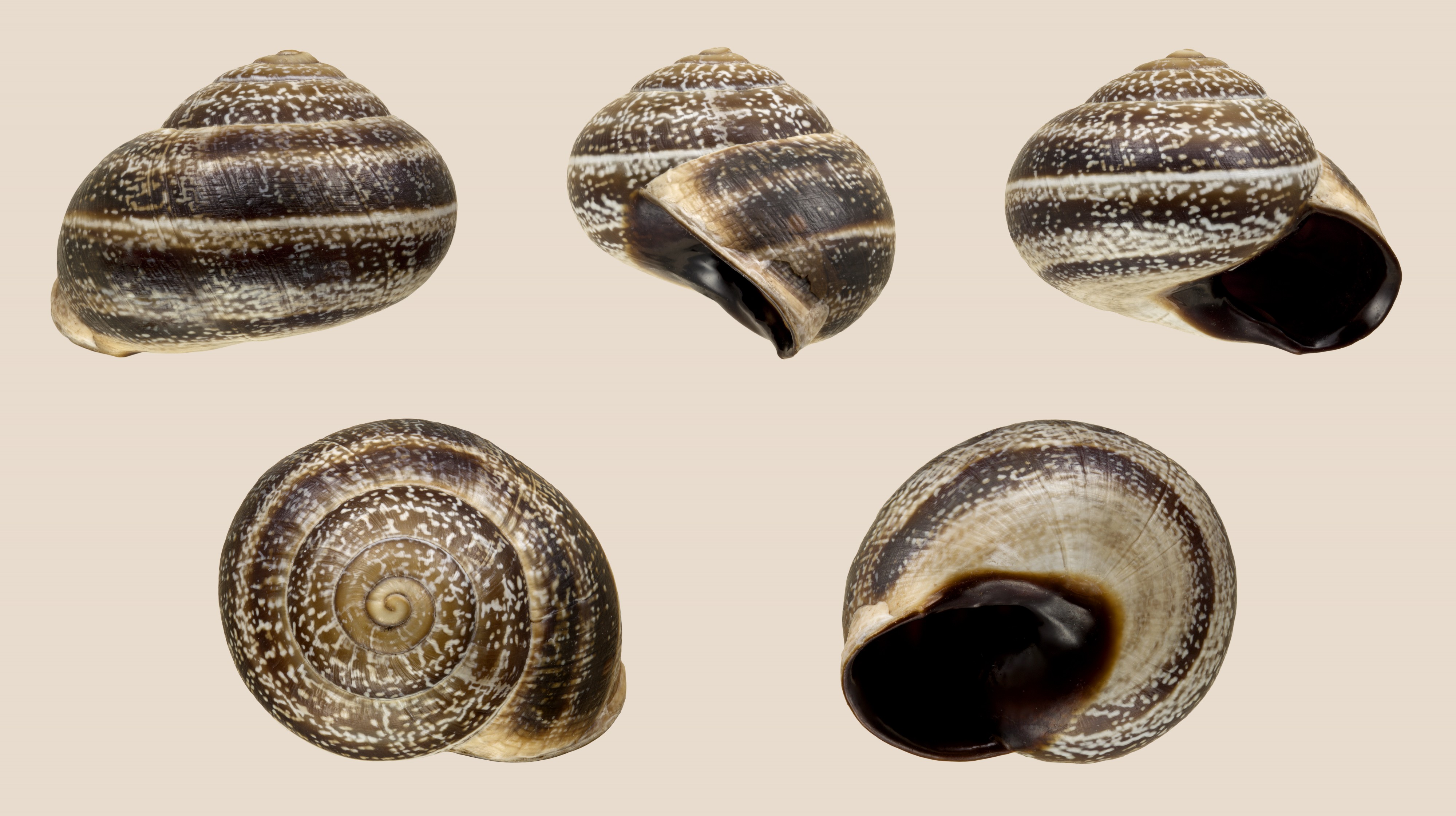 Otala fauxnigra 01