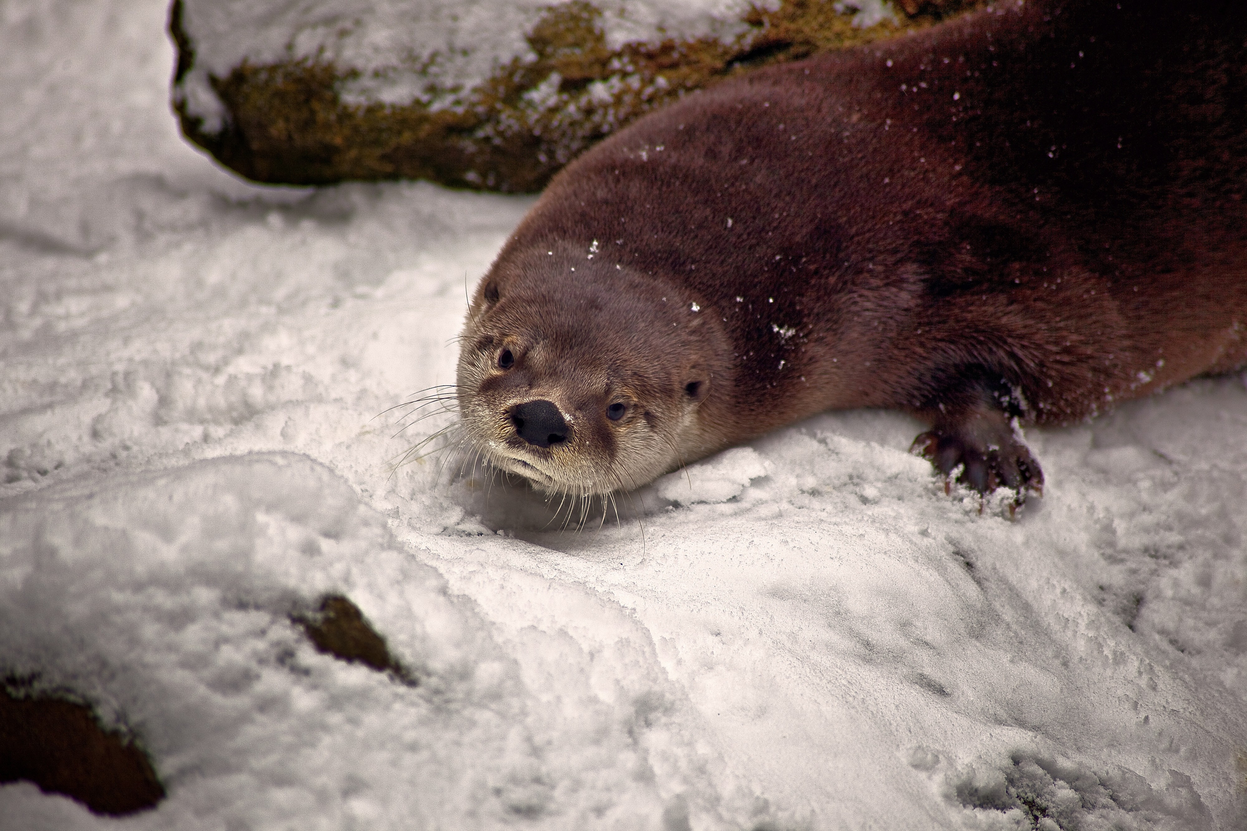 Otter-coming-out-den-winter-snow - Virginia - ForestWander
