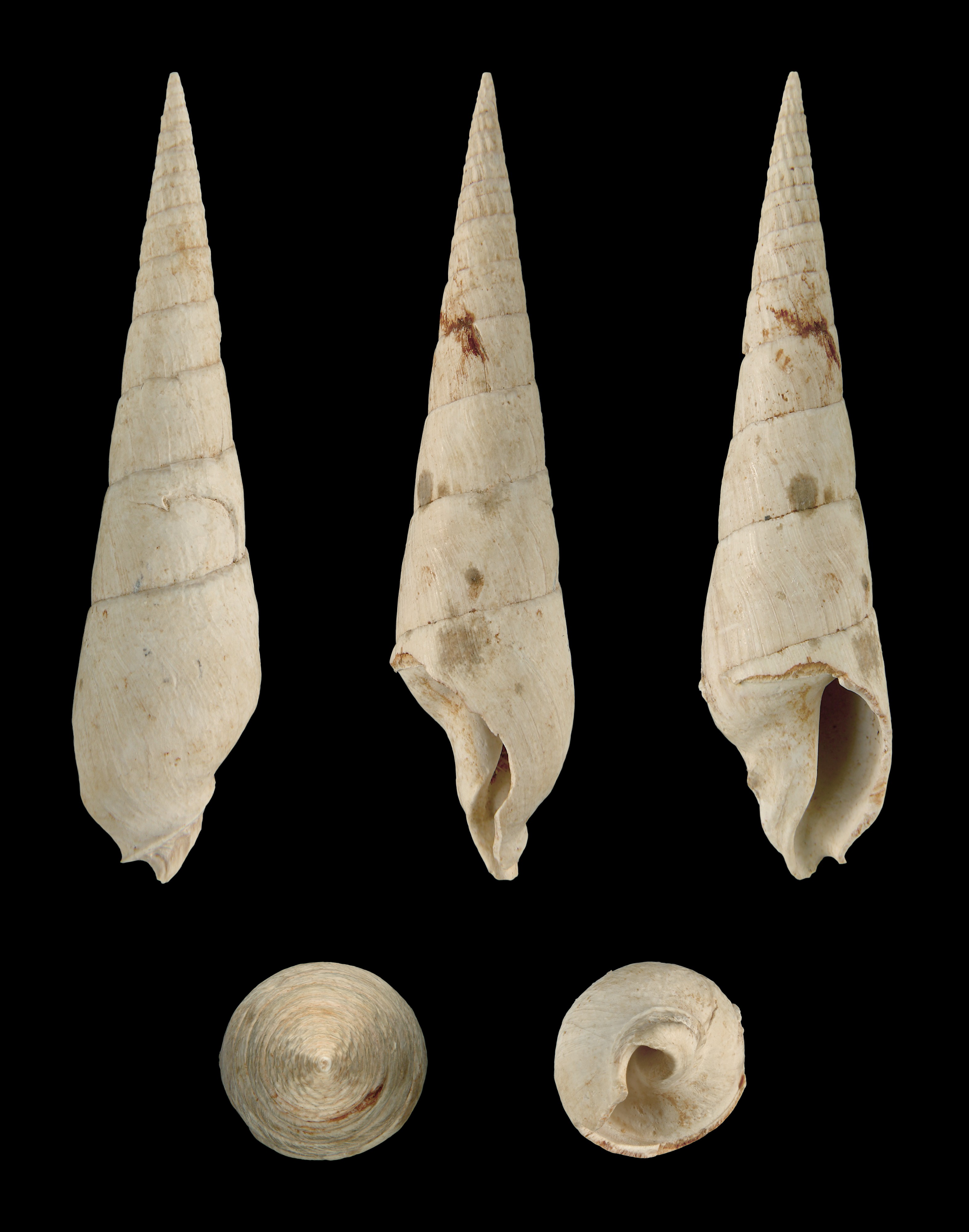 Oxymeris plicaria 01
