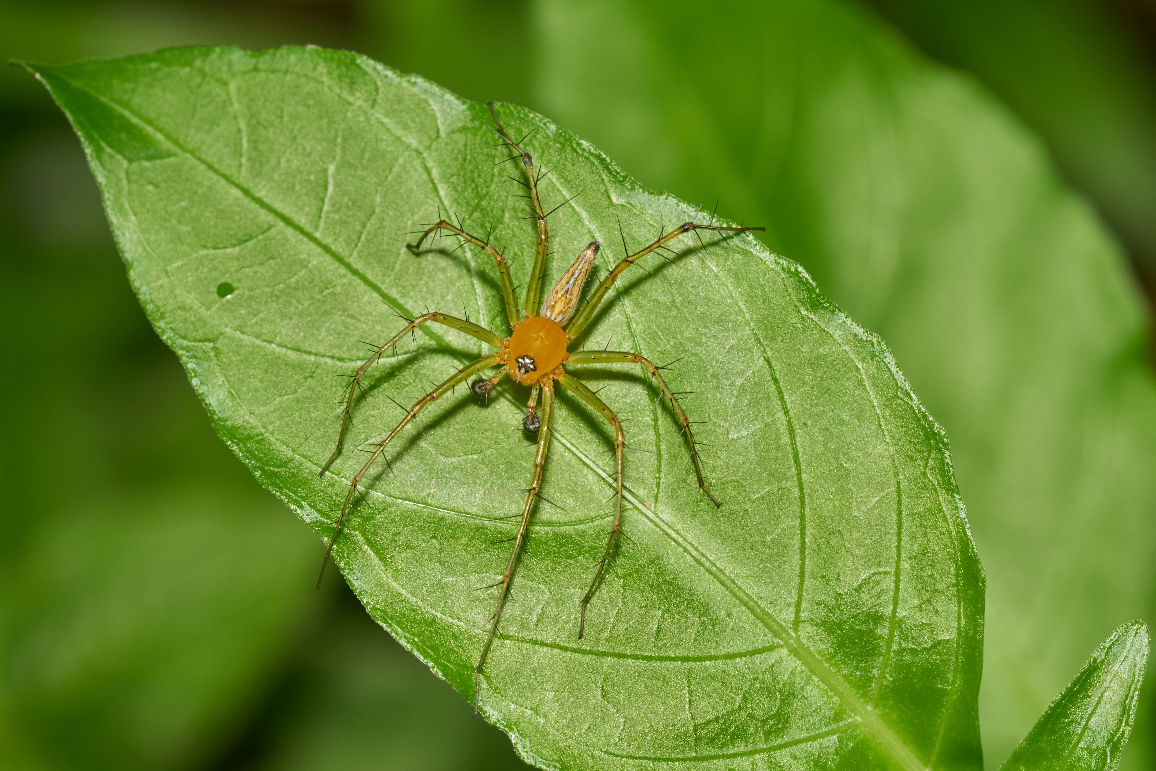 Oxyopes javanus-Kadavoor-2016-06-20-001