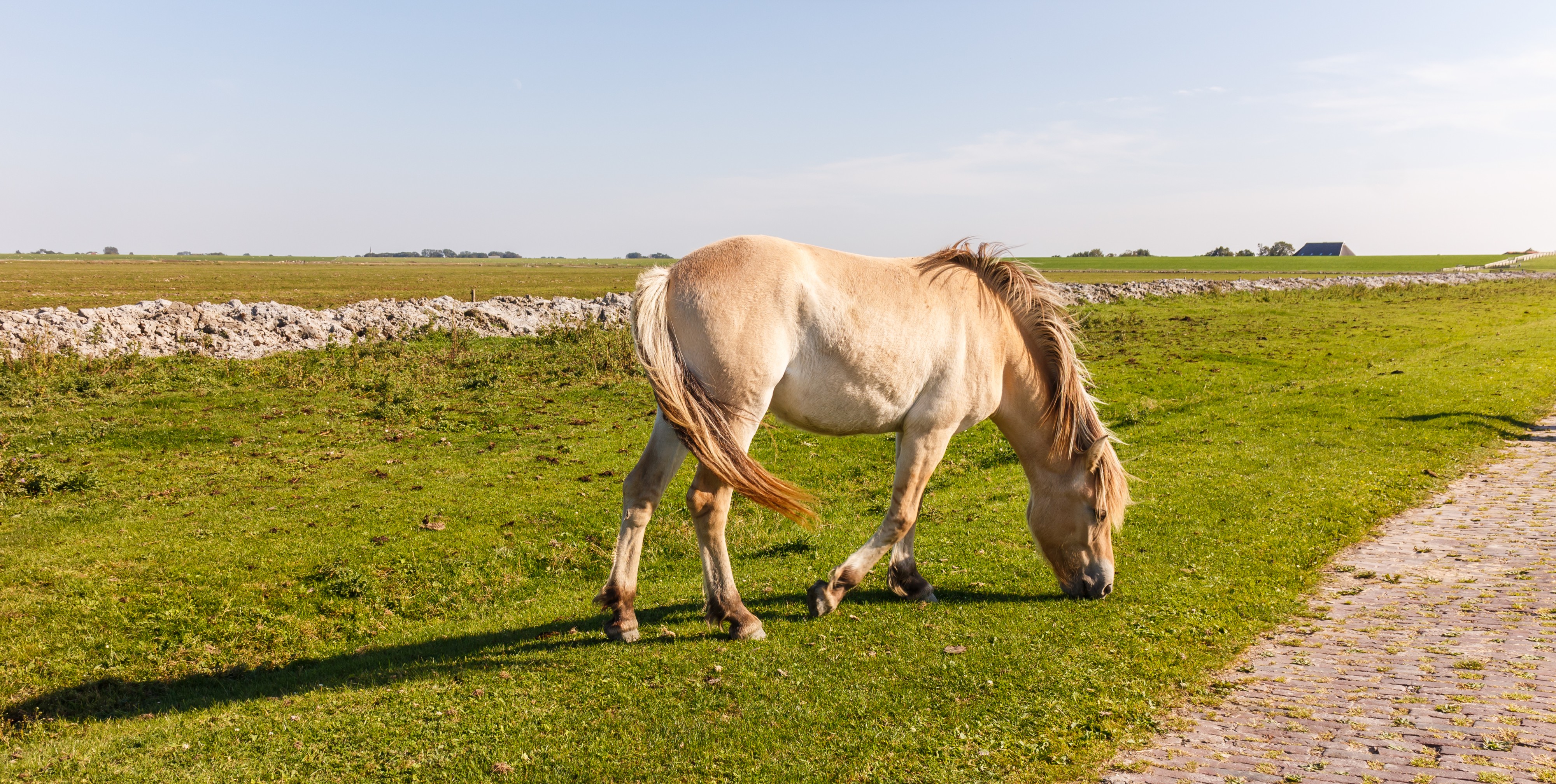 Paarden zorgen voor begrazing. Locatie, Noarderleech Provincie Friesland 02