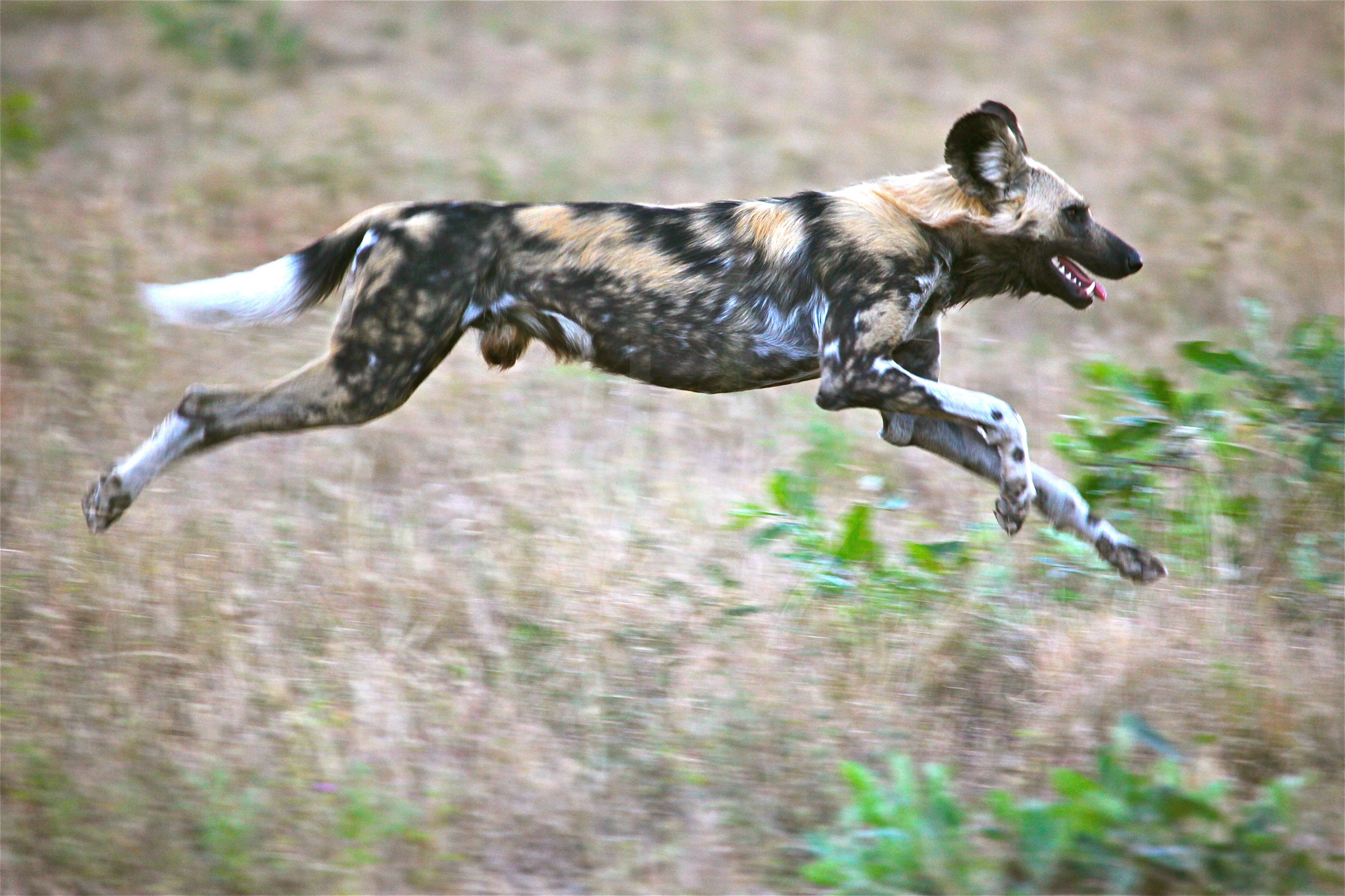 Painted Wolf in the Hunt (6753102571)