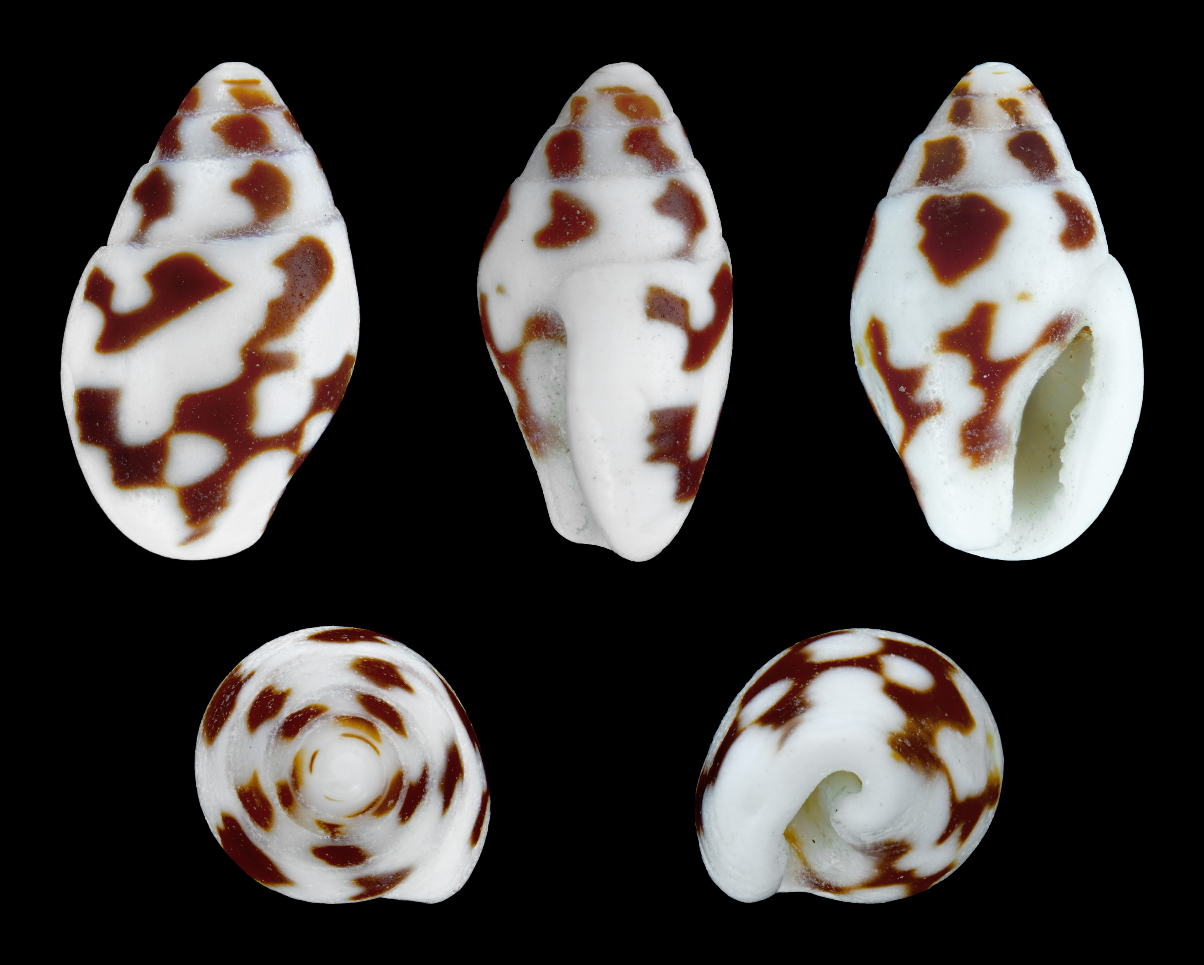 Pardalinops testudinaria 01