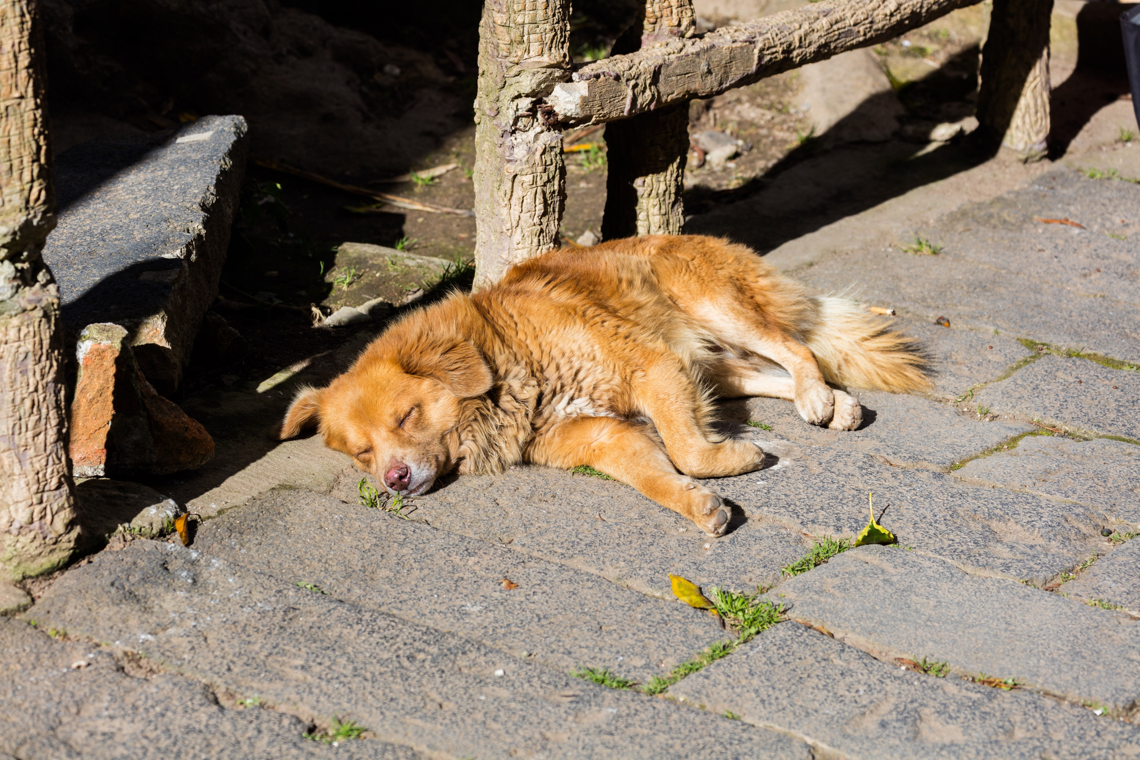 Perro tomando el sol, Ipiales, Colombia, 2015-07-21, DD 06