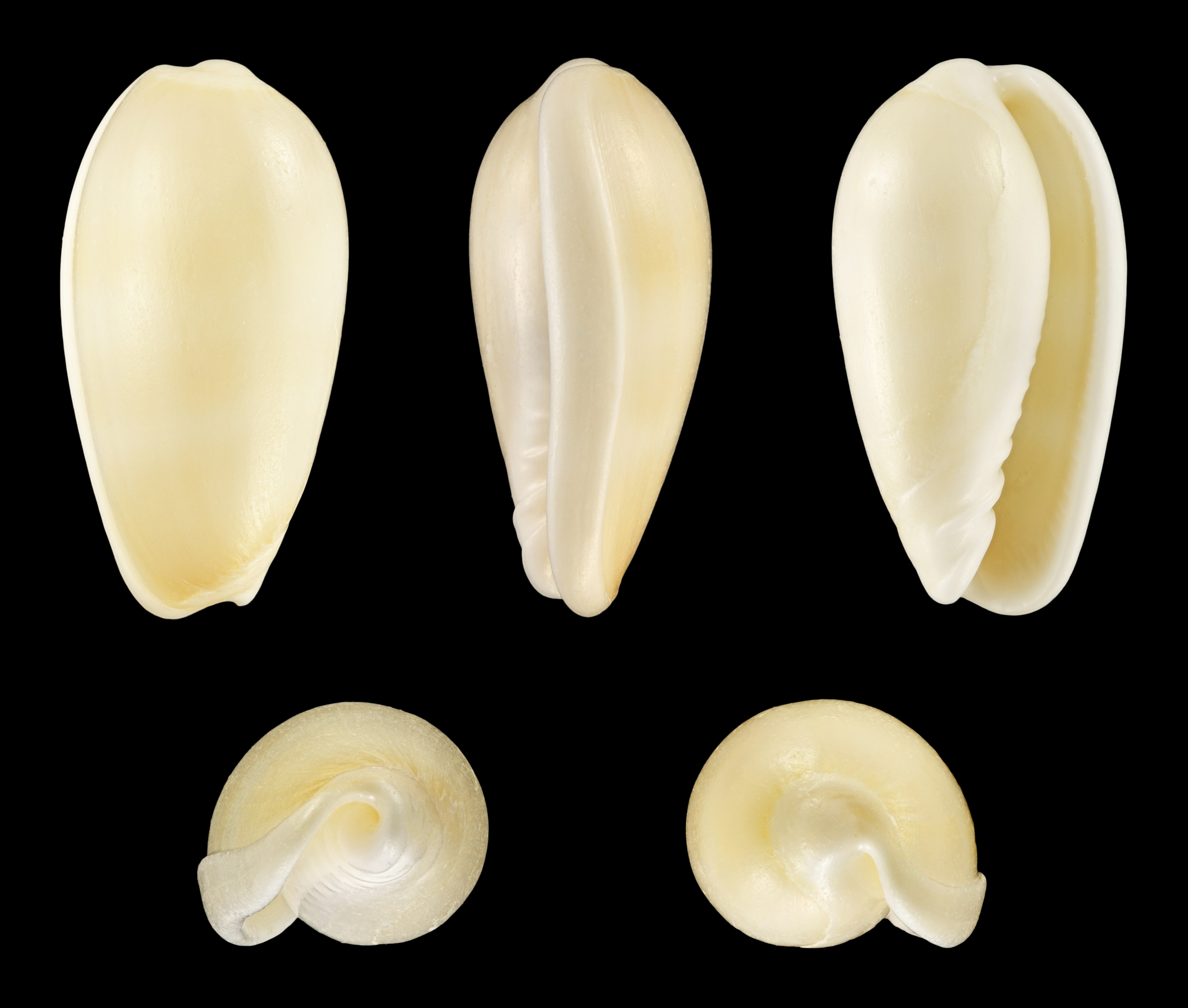 Persicula blanda 01