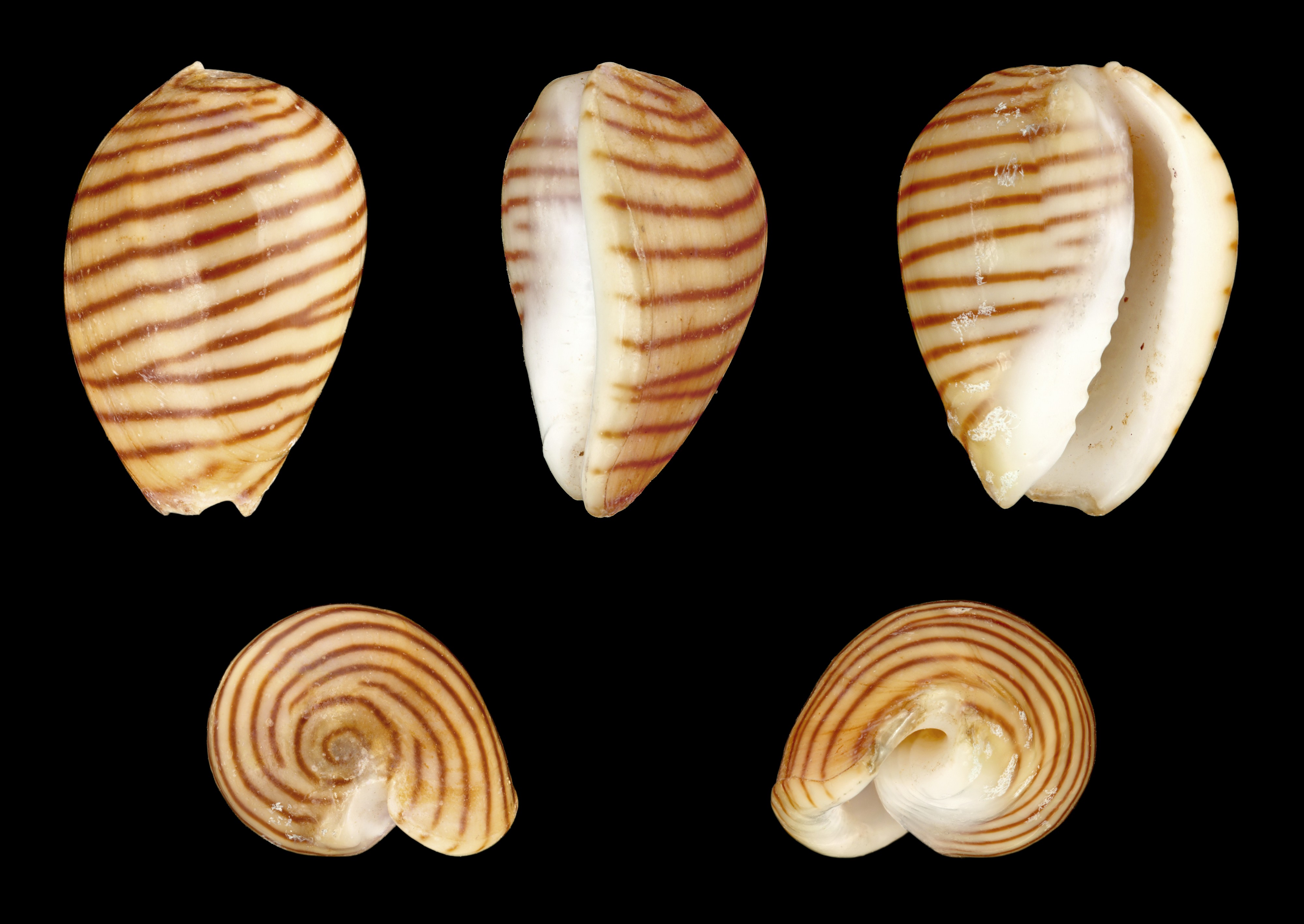 Persicula cingulata 01