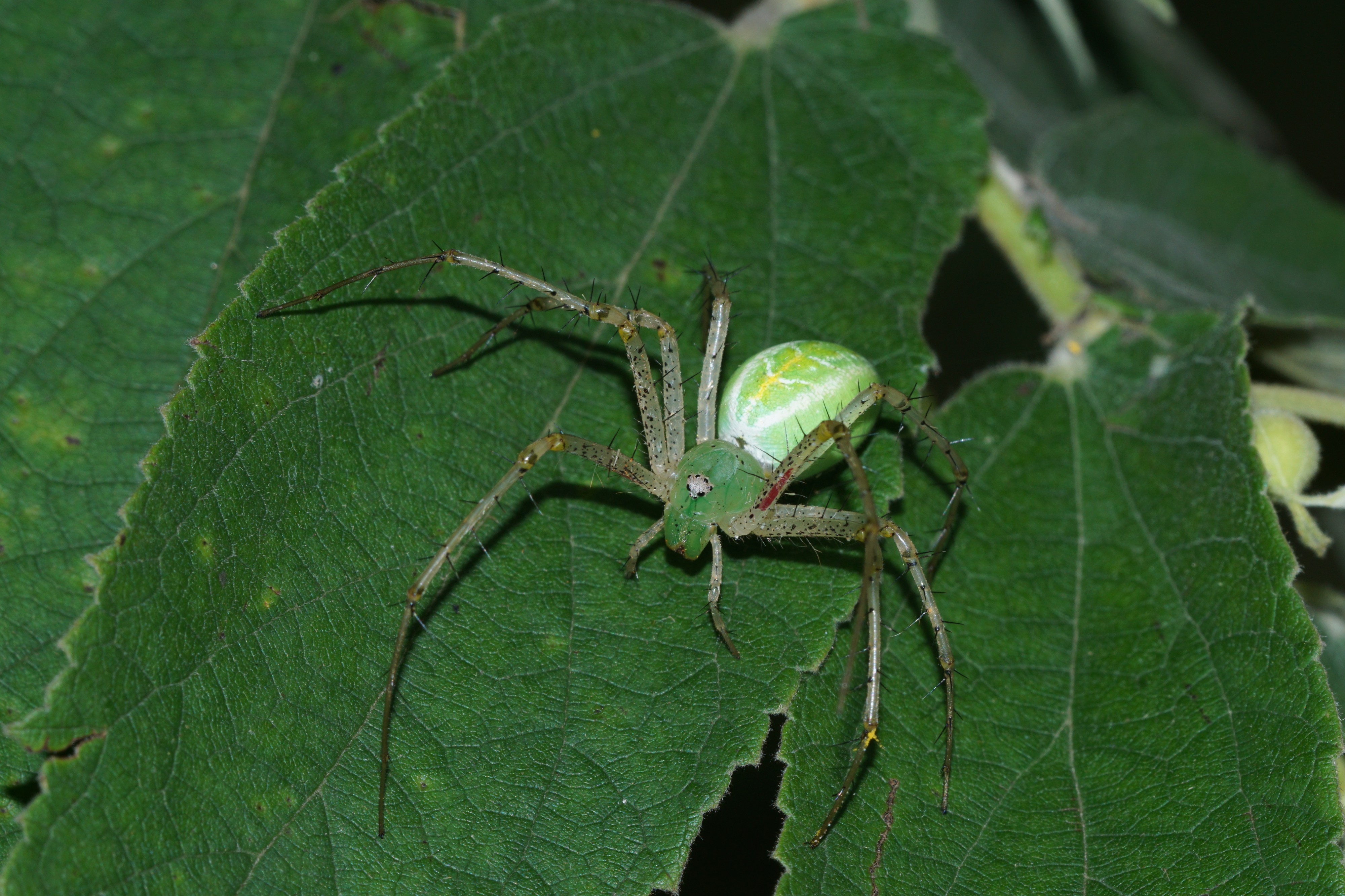 Peucetia Sp 05438