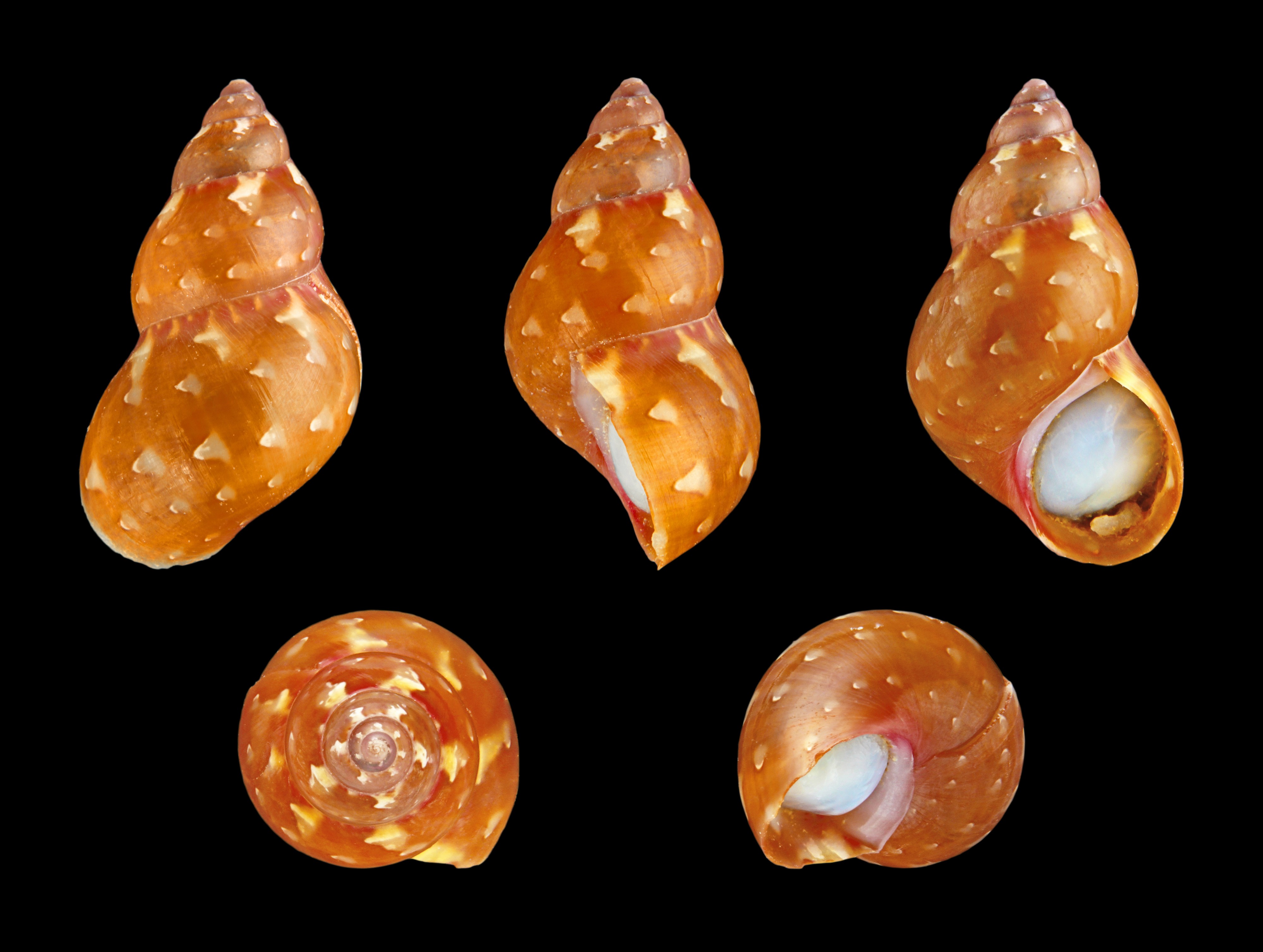 Phasianella modesta modesta 01