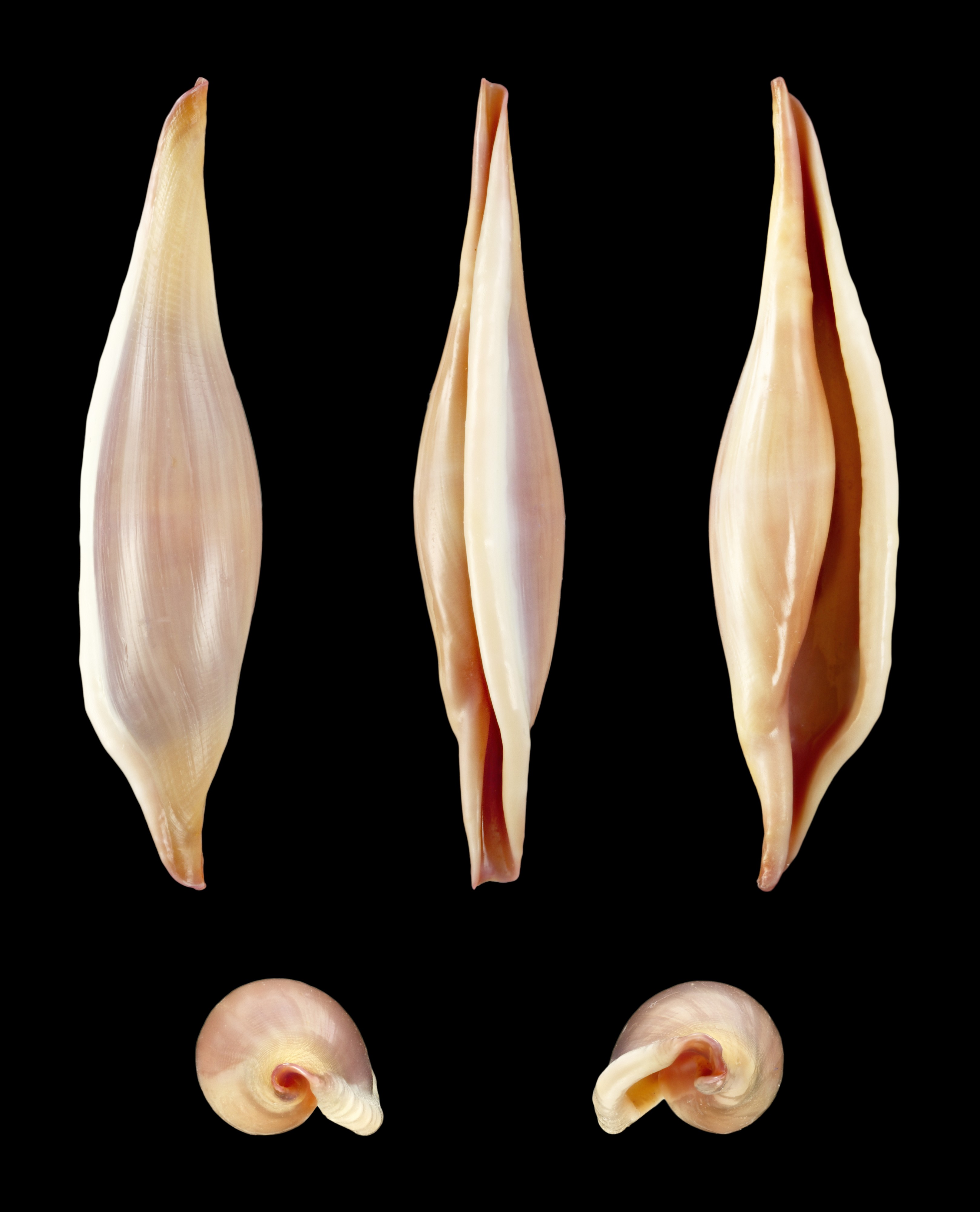 Phenacovolva rosea 01